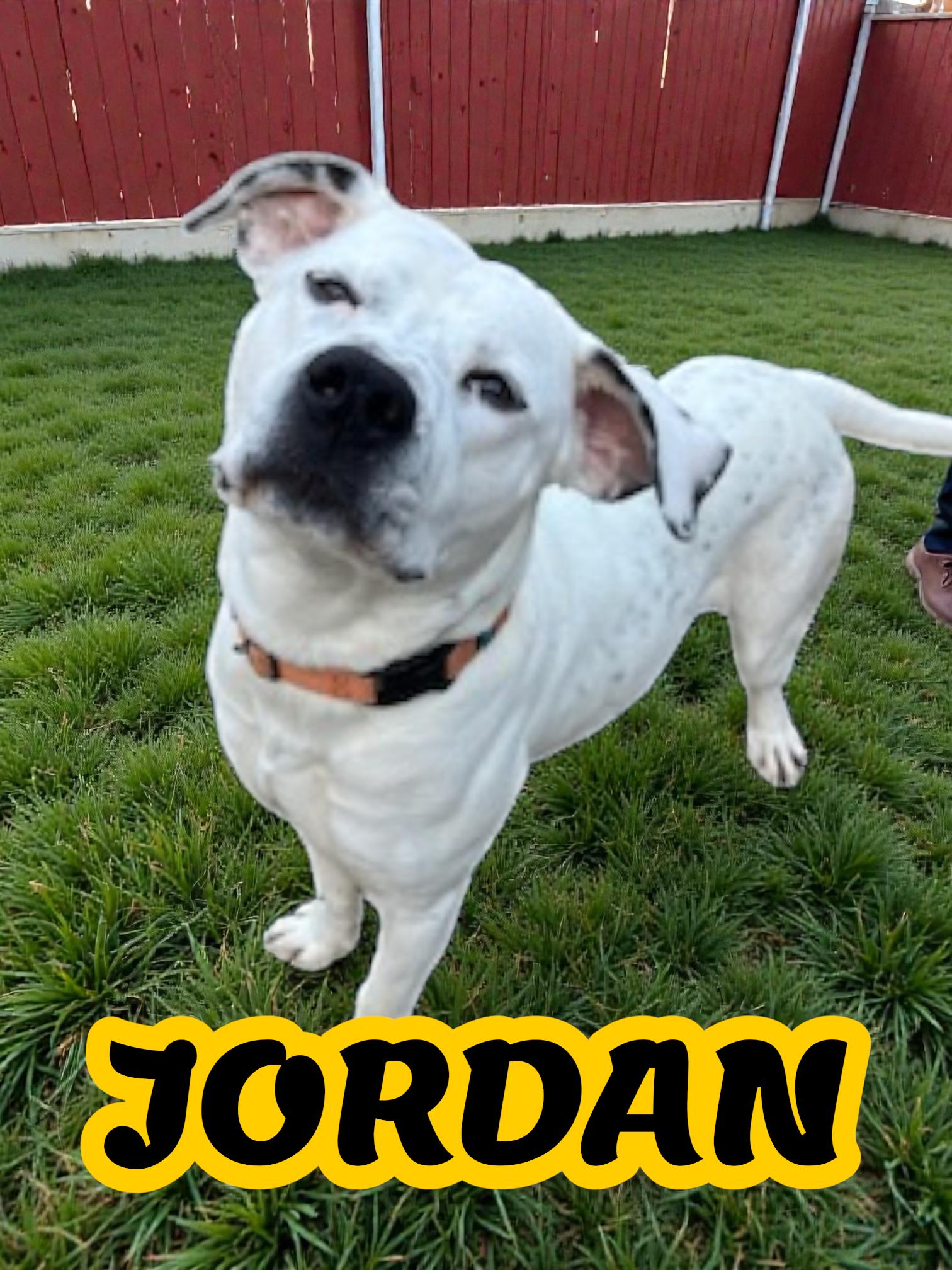 Jordy , ADOPTABLE, Young Male American Staffordshire Terrier & Boxer.