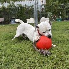Enlarge Jordy , a Adoptable mixed breed in Taunton, MA image 5/6