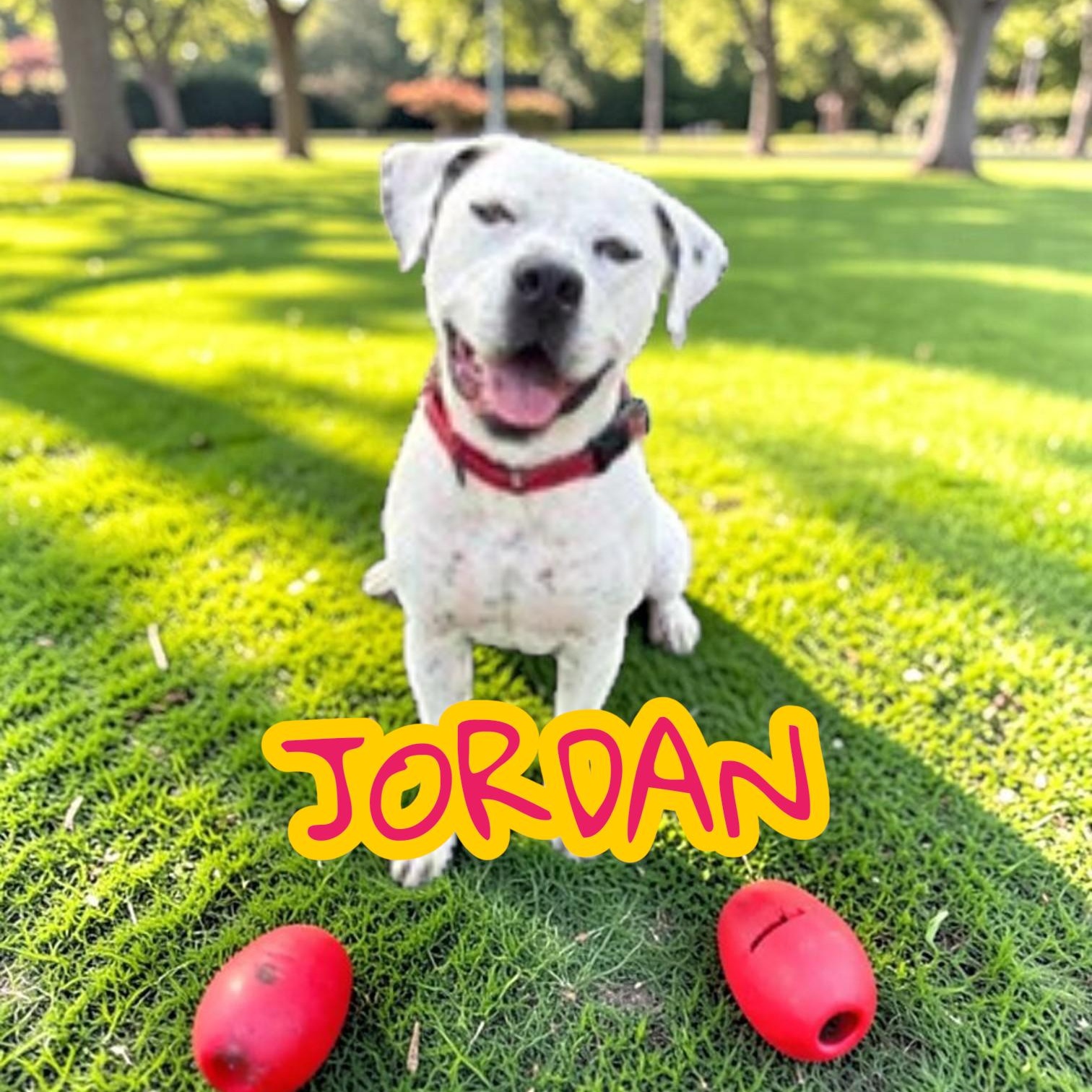 Jordy , a ADOPTABLE mixed breed in Taunton, MA image 1/5