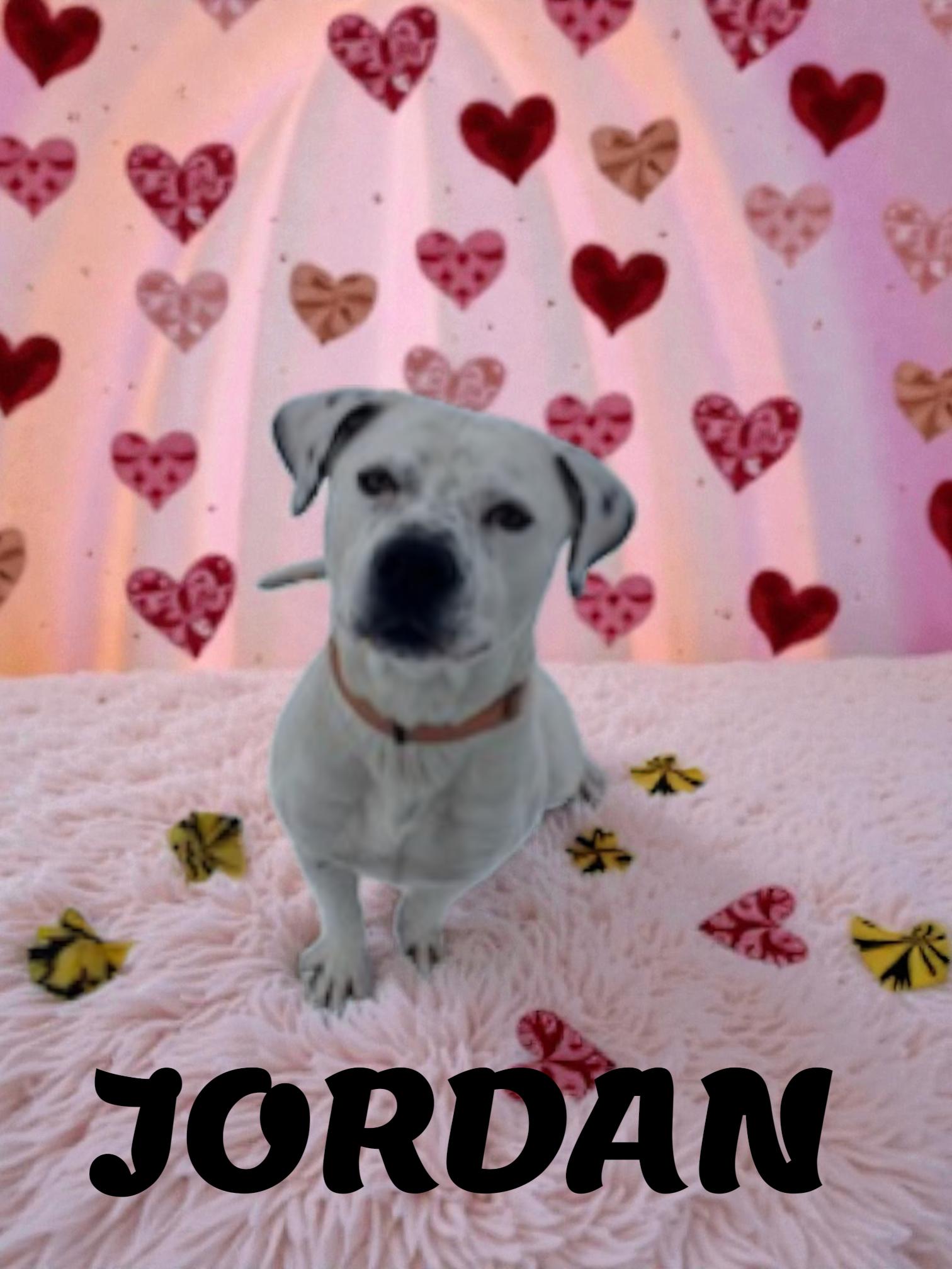Enlarge Jordy , a ADOPTABLE mixed breed in Taunton, MA image 1/2