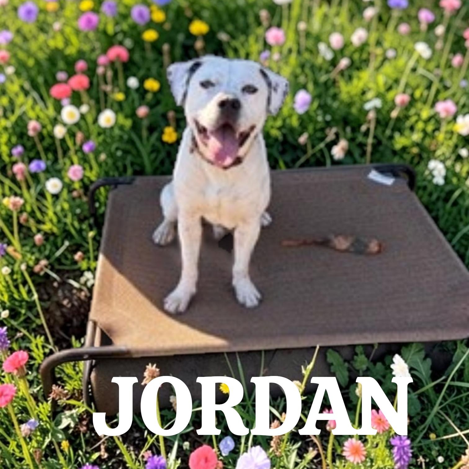 Jordy , ADOPTABLE, Young Male American Staffordshire Terrier & Boxer.