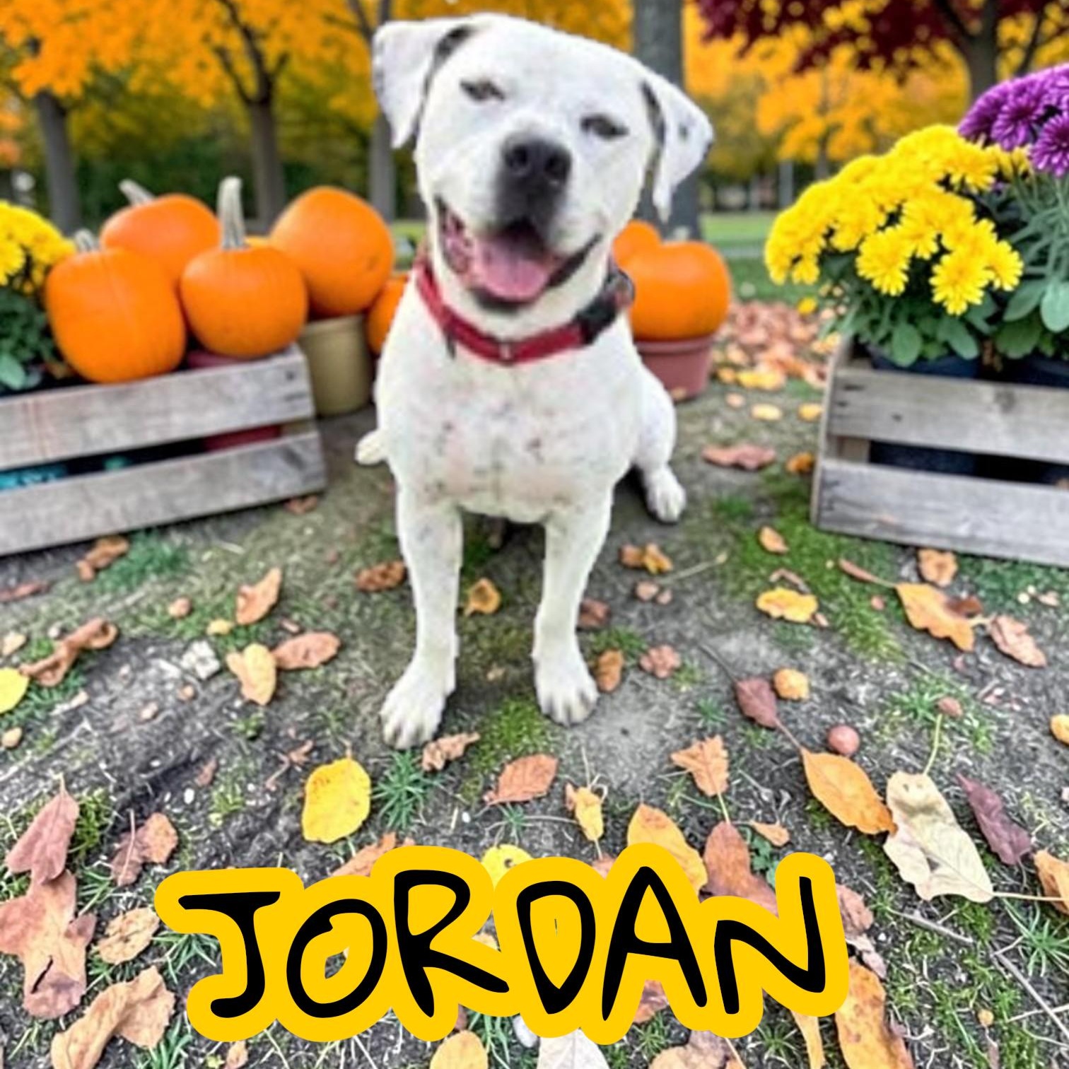 Enlarge Jordy , a Adoptable mixed breed in Taunton, MA image 1/6