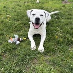 Enlarge Jordy , a ADOPTABLE mixed breed in Taunton, MA image 2/4