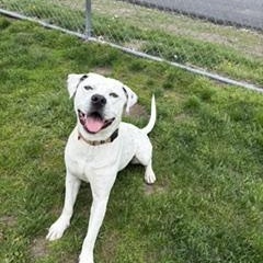Enlarge Jordy , a ADOPTABLE mixed breed in Taunton, MA image 3/4