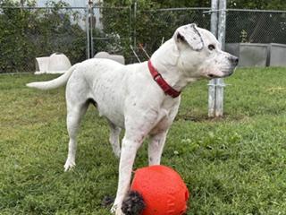 Enlarge Jordy , a Adoptable mixed breed in Taunton, MA image 6/6