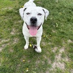 Enlarge Jordy , a ADOPTABLE mixed breed in Taunton, MA image 4/4