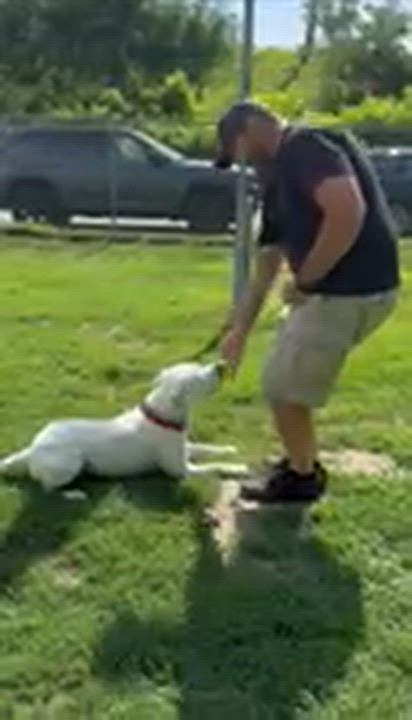 Enlarge Jordy , a ADOPTABLE mixed breed in Taunton, MA video 2/5