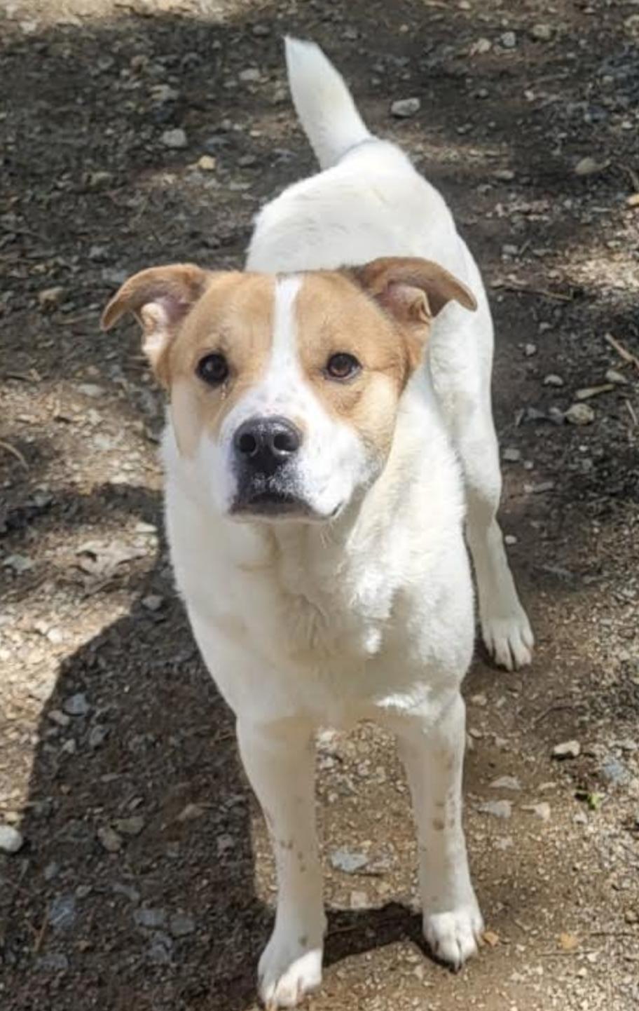 Enlarge Lollie, a Adoptable Beagle in Thomasville, NC image 1/1