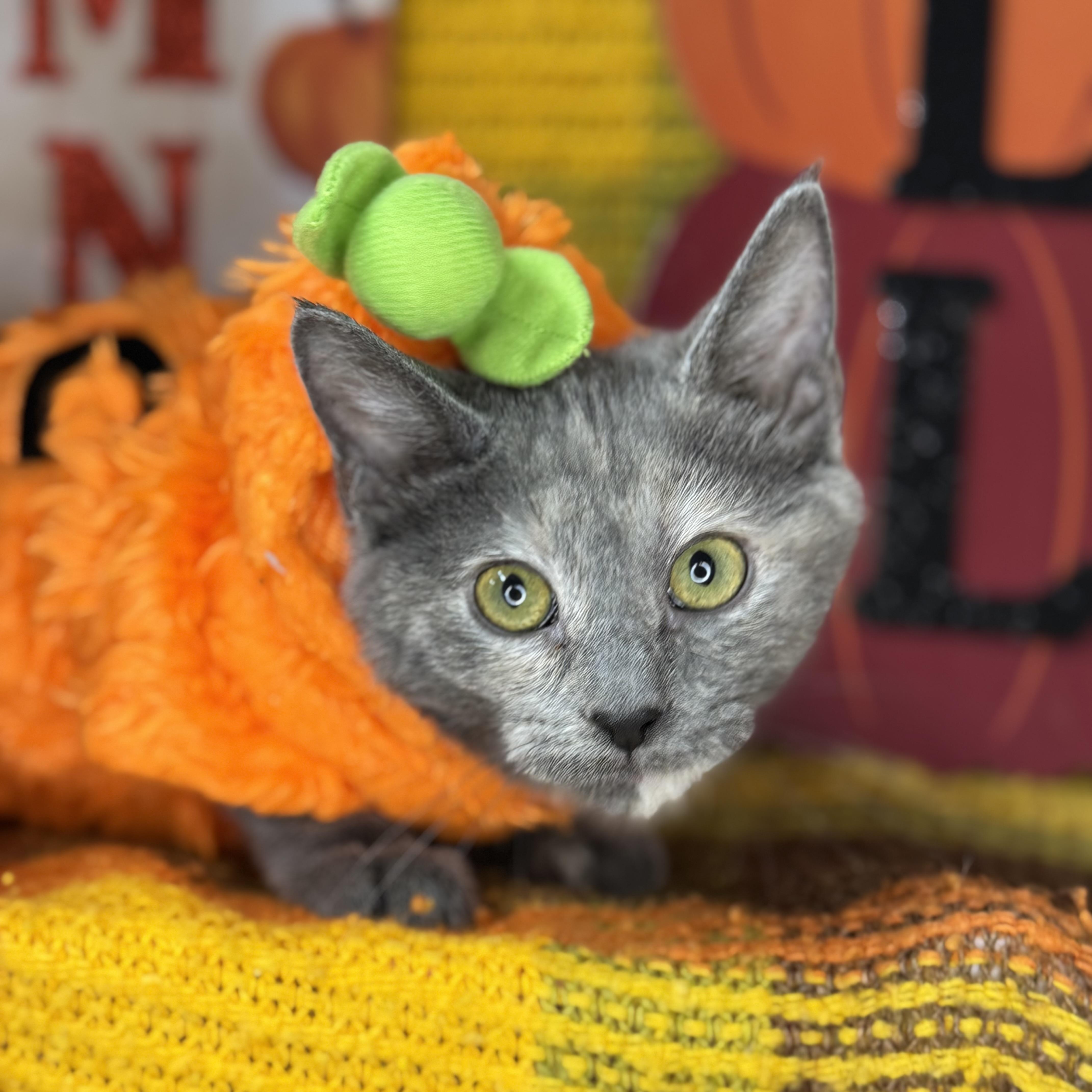 Ginger Dressing, an adoptable Dilute Tortoiseshell, Chartreux in Mount Vernon, IL, 62864 | Photo Image 1