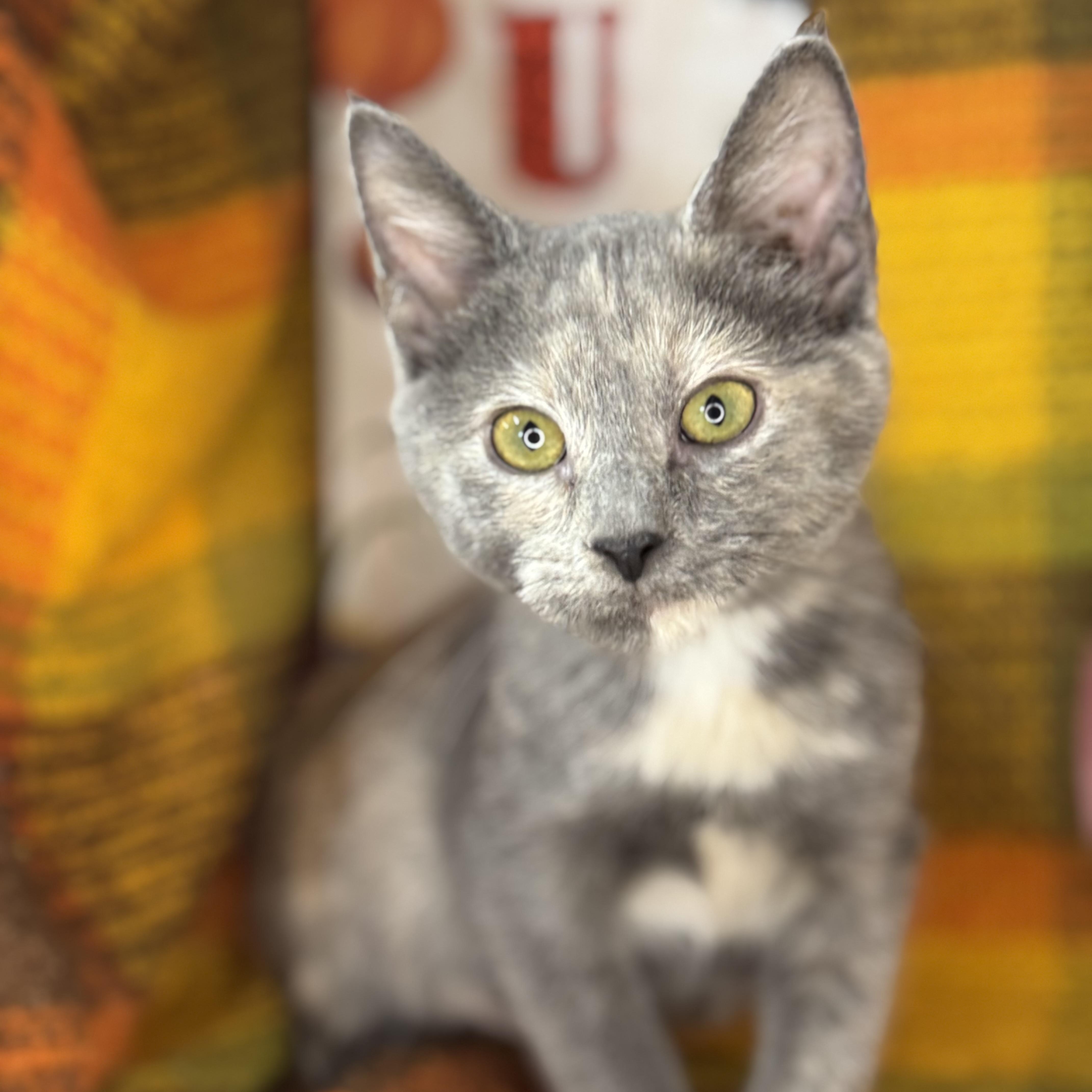 Ginger Dressing, an adoptable Dilute Tortoiseshell, Chartreux in Mount Vernon, IL, 62864 | Photo Image 4