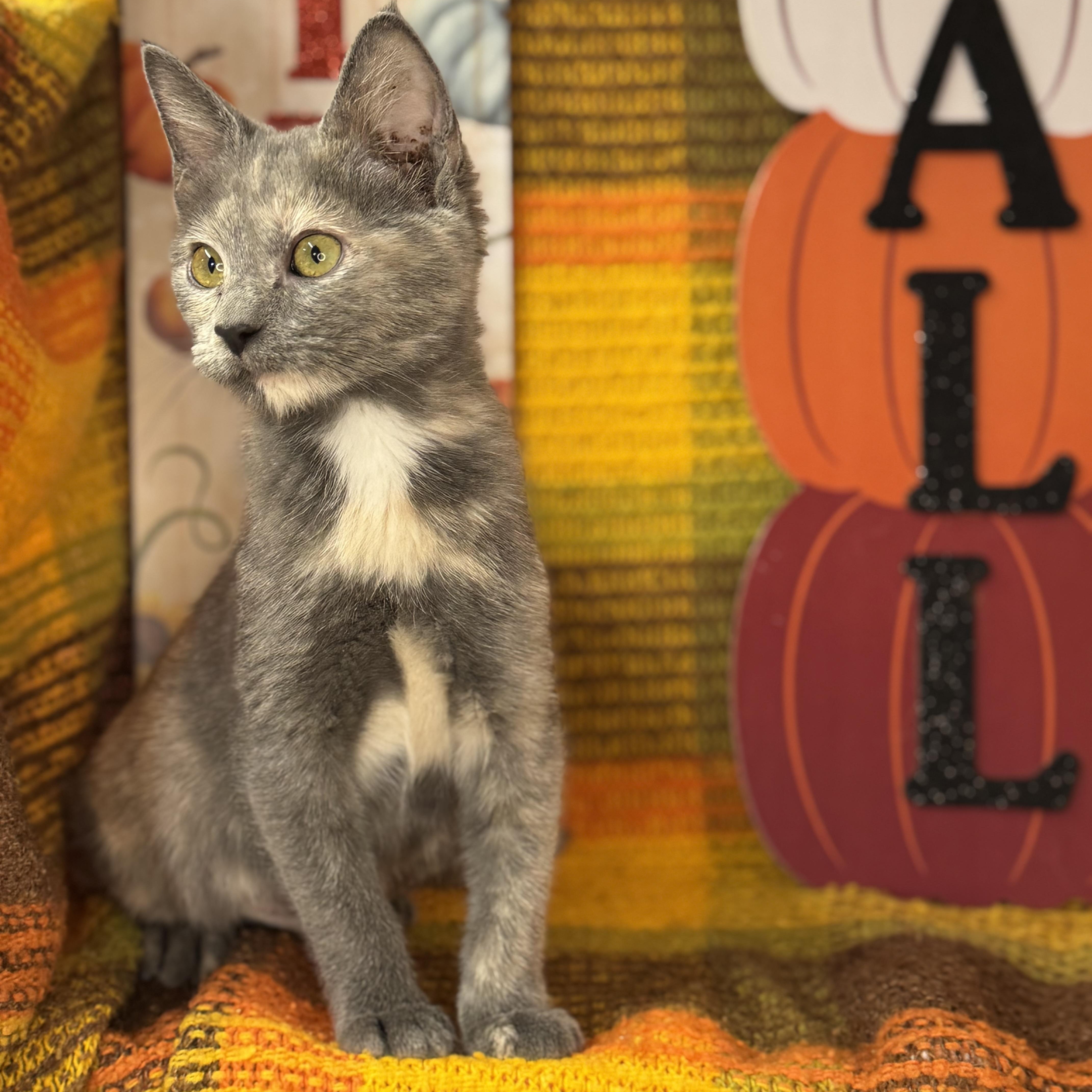Ginger Dressing, an adoptable Dilute Tortoiseshell, Chartreux in Mount Vernon, IL, 62864 | Photo Image 5