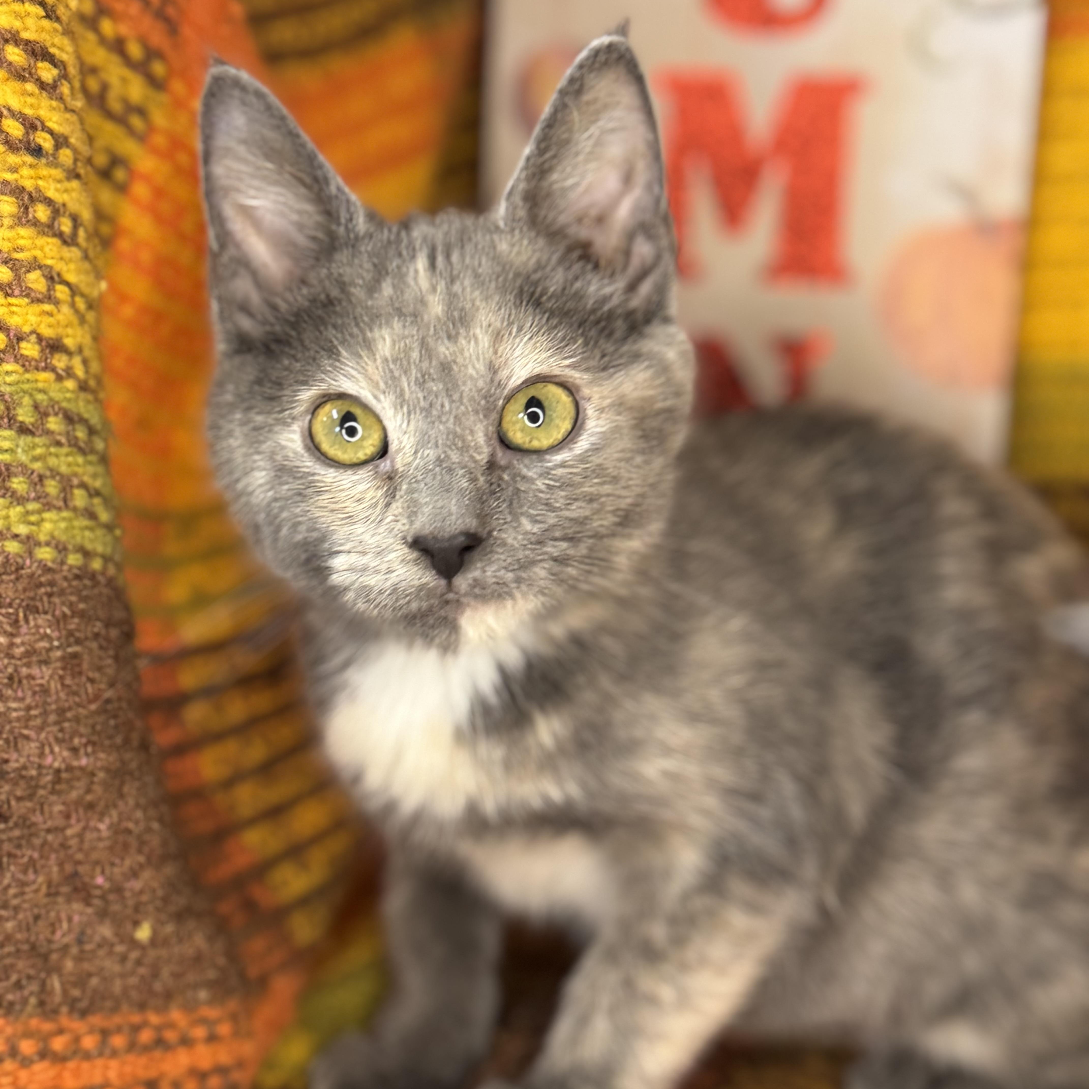 Ginger Dressing, an adoptable Dilute Tortoiseshell, Chartreux in Mount Vernon, IL, 62864 | Photo Image 2