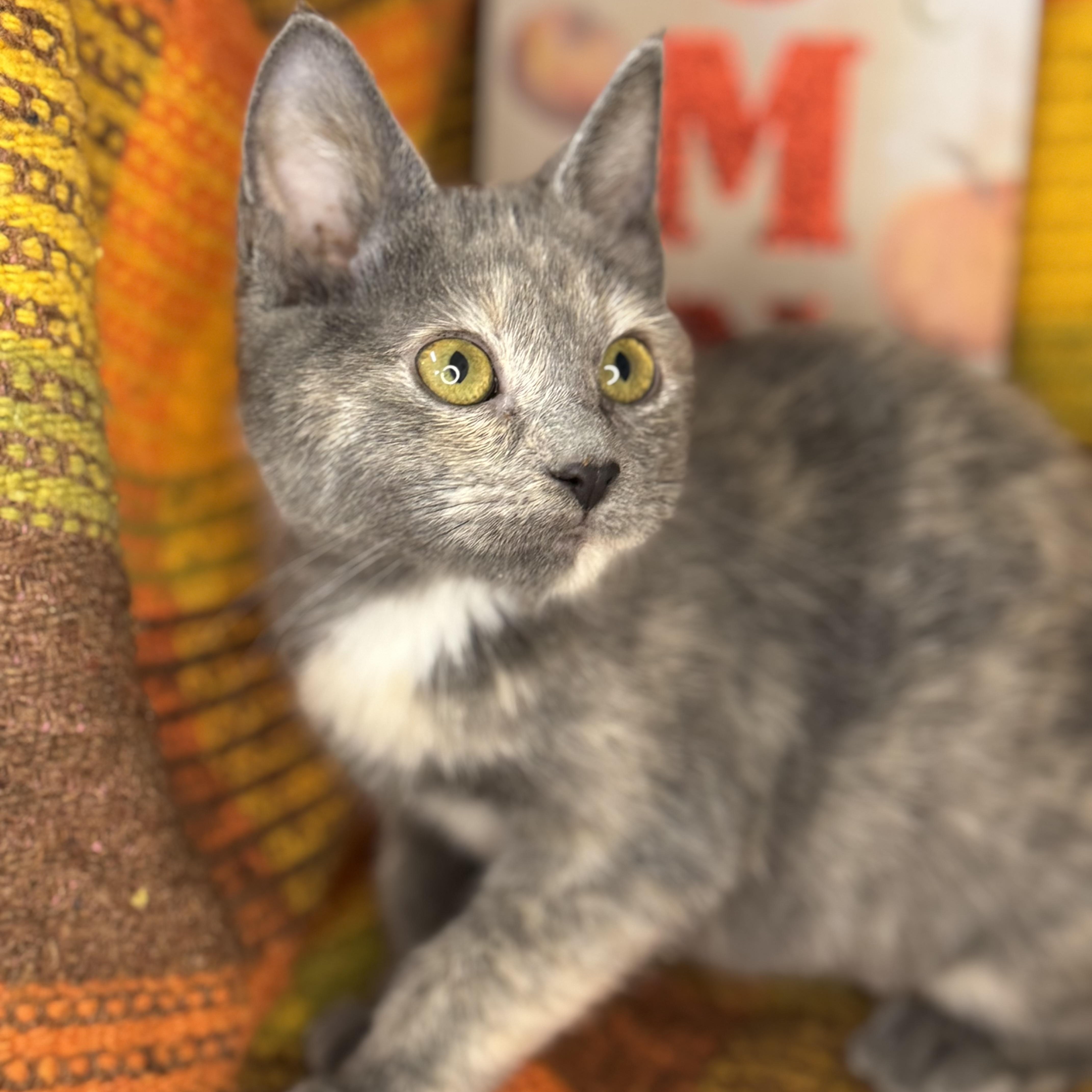 Ginger Dressing, an adoptable Dilute Tortoiseshell, Chartreux in Mount Vernon, IL, 62864 | Photo Image 6