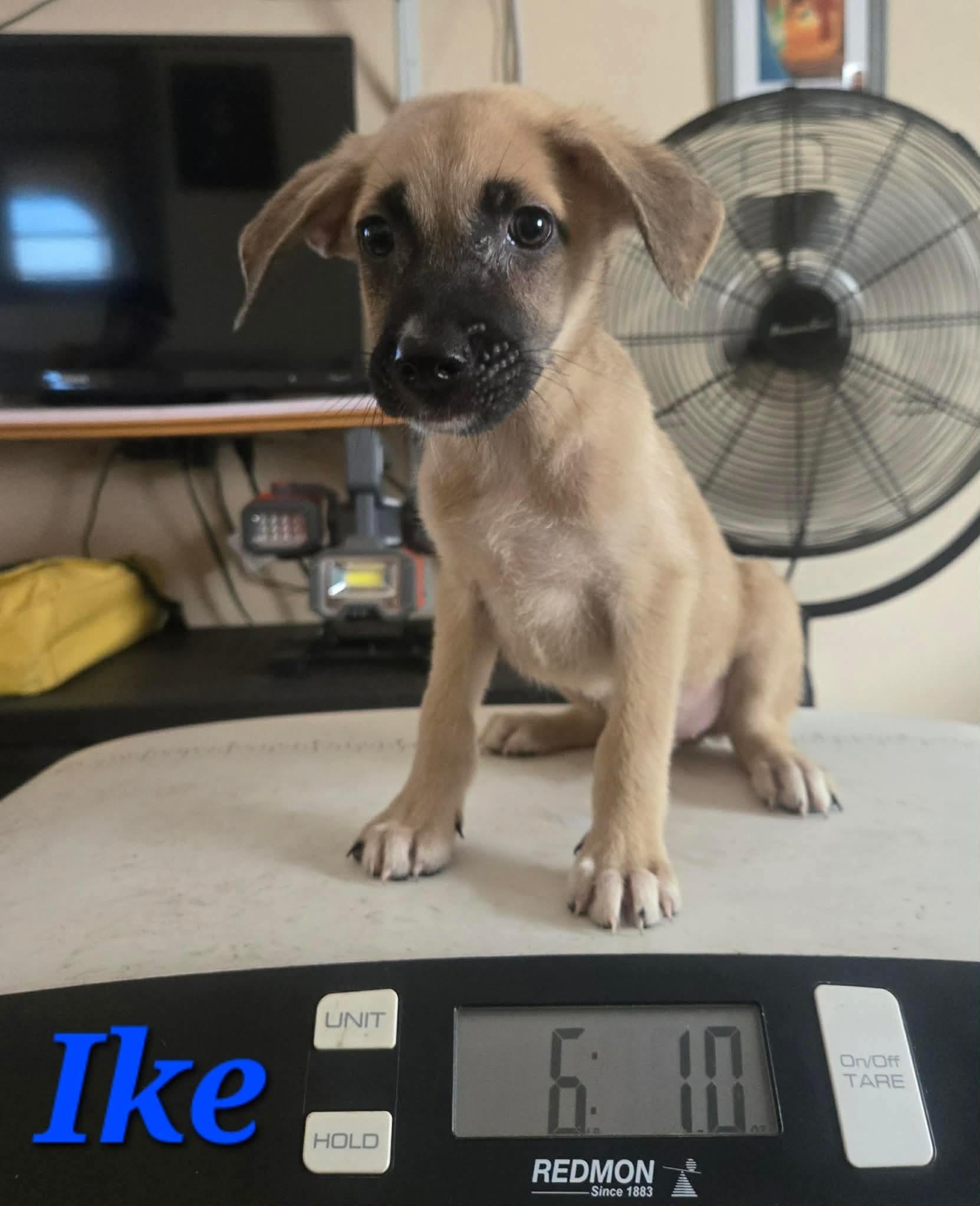 Ike, adopted, Puppy Male Labrador Retriever.