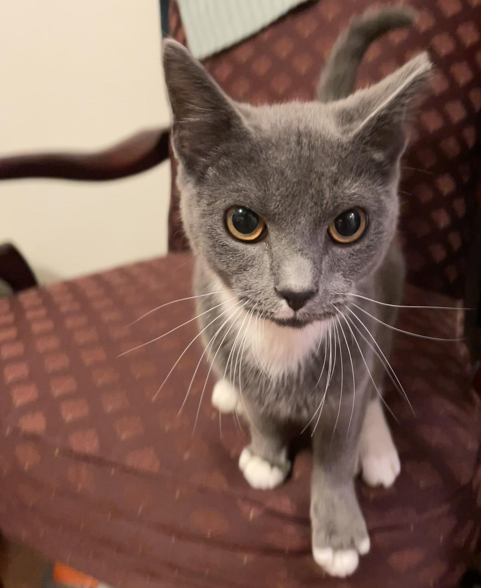Elvis, an adoptable Burmese, Russian Blue in Westville, NJ, 08093 | Photo Image 1