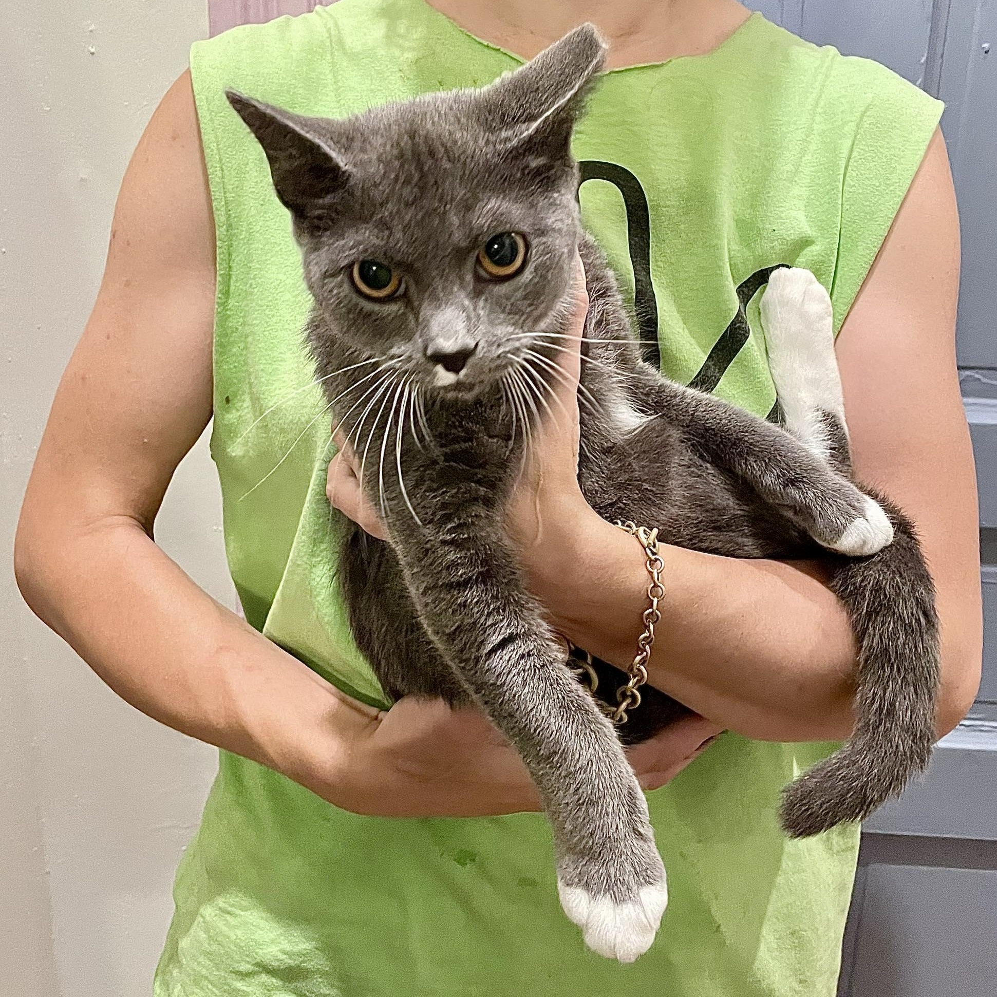 Elvis, an adoptable Burmese, Russian Blue in Westville, NJ, 08093 | Photo Image 3