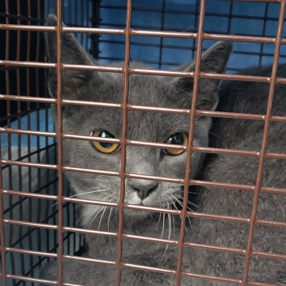 Elvis, an adoptable Burmese, Russian Blue in Westville, NJ, 08093 | Photo Image 4