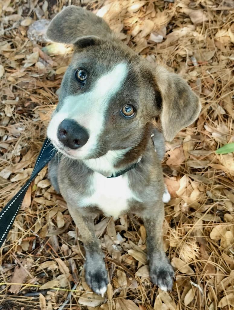 Ziggy-Adorable Medium Sized Guy, Adoptable, Puppy Male Mountain Cur & Mixed Breed.