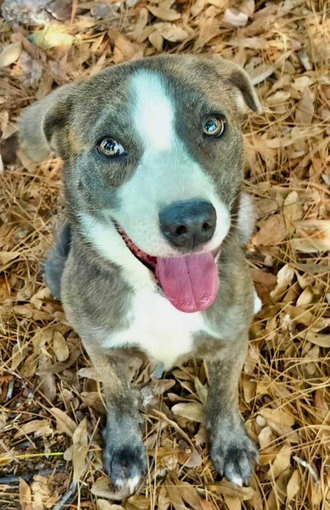 Enlarge Ziggy-Adorable Medium Sized Guy, a Adoptable mixed breed in Fort Myers, FL image 2/6