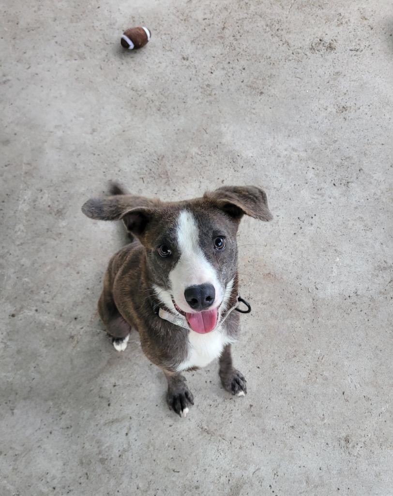 Enlarge Ziggy-Adorable Medium Sized Guy, a Adoptable mixed breed in Fort Myers, FL image 3/6