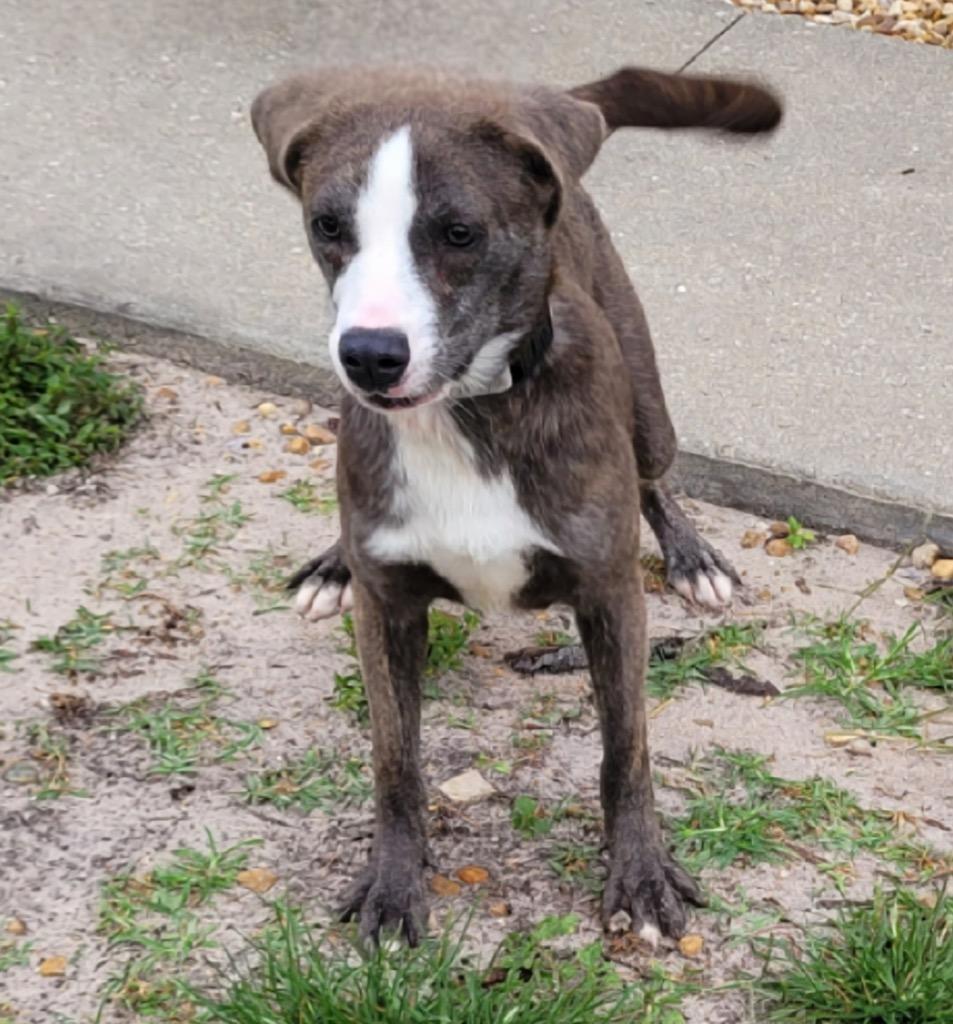 Enlarge Ziggy-Adorable Medium Sized Guy, a Adoptable mixed breed in Fort Myers, FL image 4/6