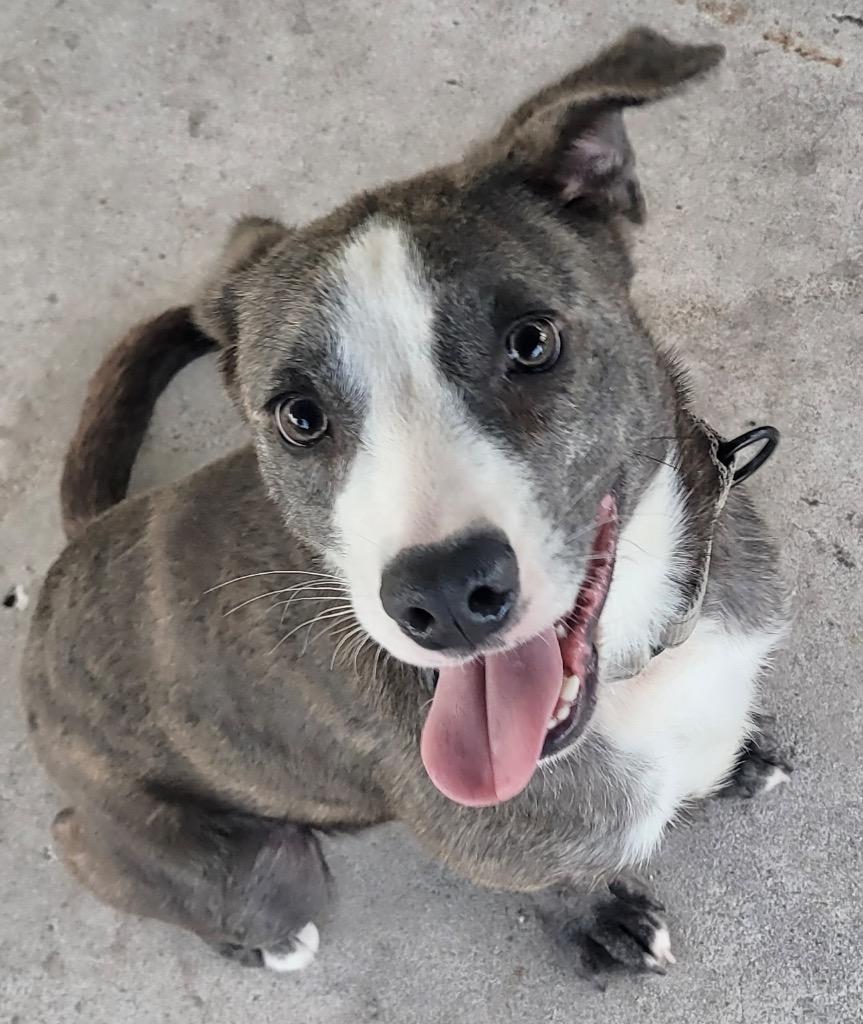 Enlarge Ziggy-Adorable Medium Sized Guy, a Adoptable mixed breed in Fort Myers, FL image 5/6