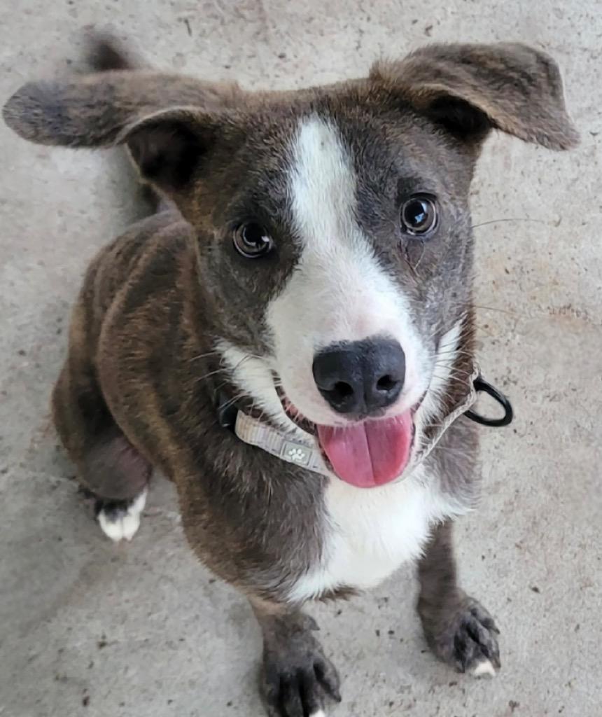 Enlarge Ziggy-Adorable Medium Sized Guy, a Adoptable mixed breed in Fort Myers, FL image 6/6