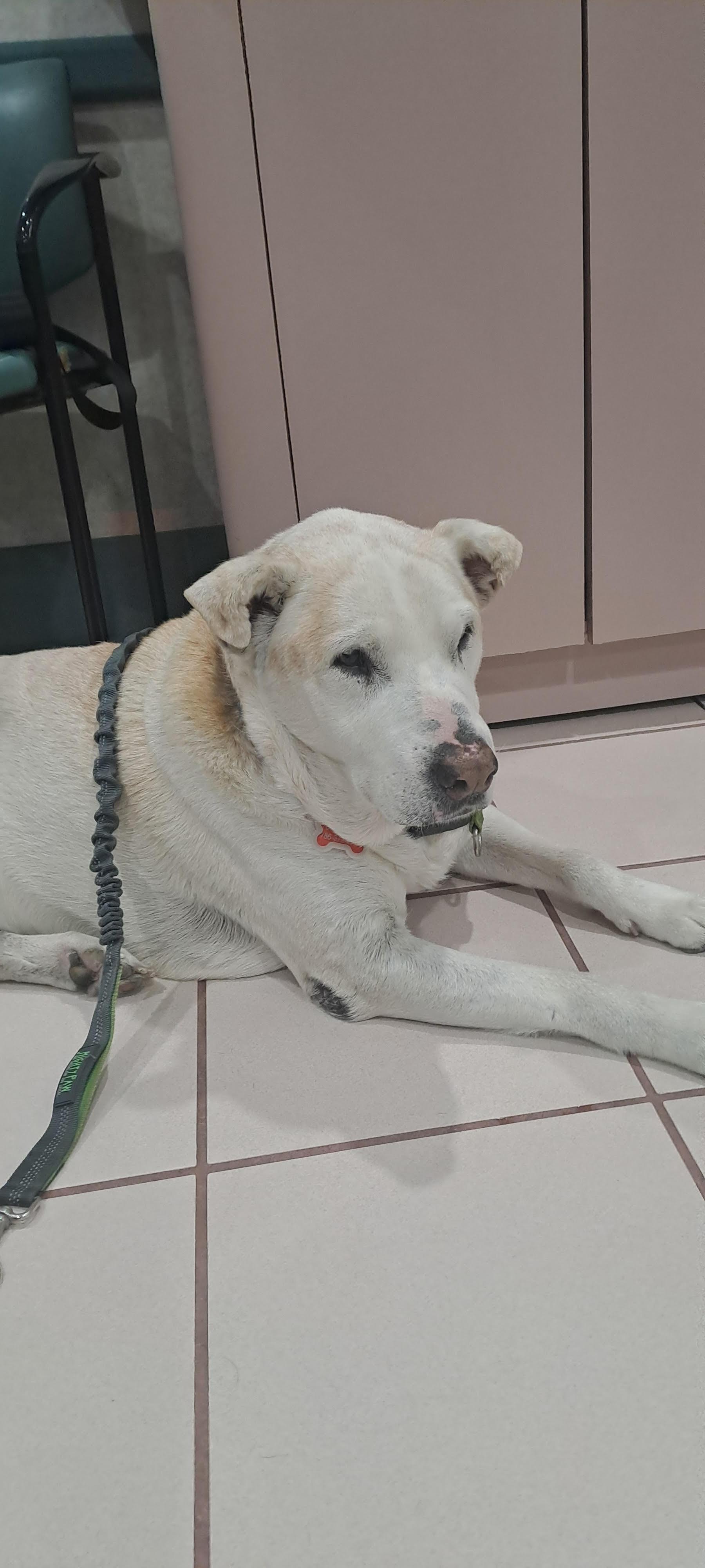 Bo, an adoptable Yellow Labrador Retriever, Shar-Pei in Miami, FL, 33157 | Photo Image 4