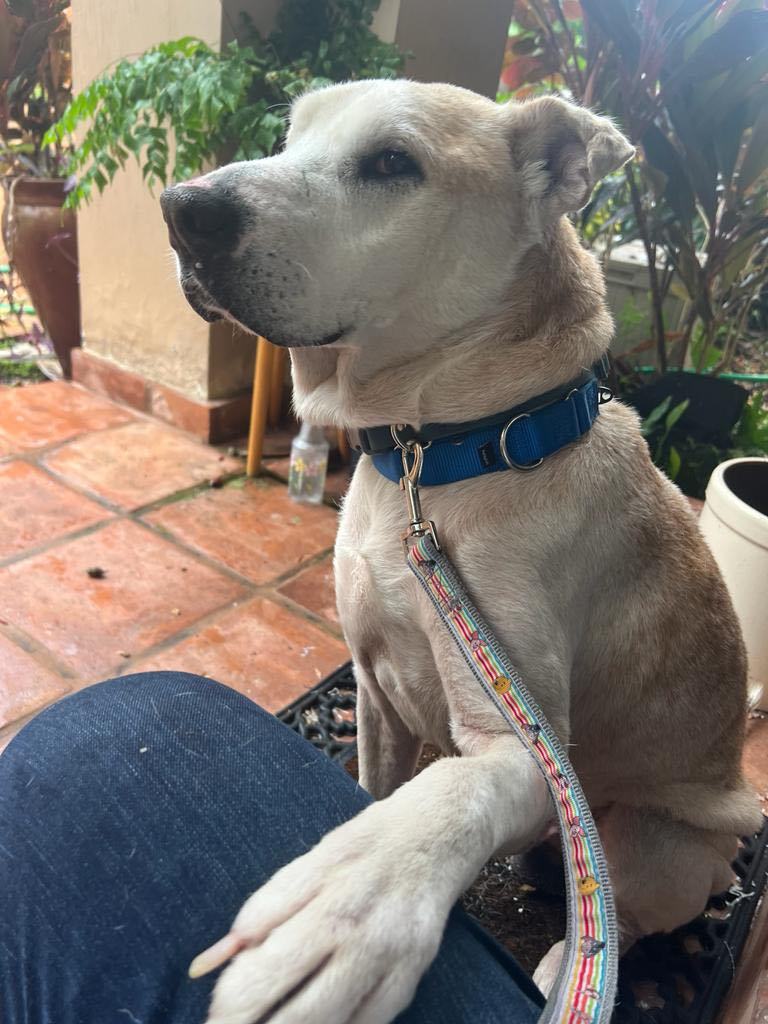 Bo, an adoptable Yellow Labrador Retriever, Shar-Pei in Miami, FL, 33157 | Photo Image 3