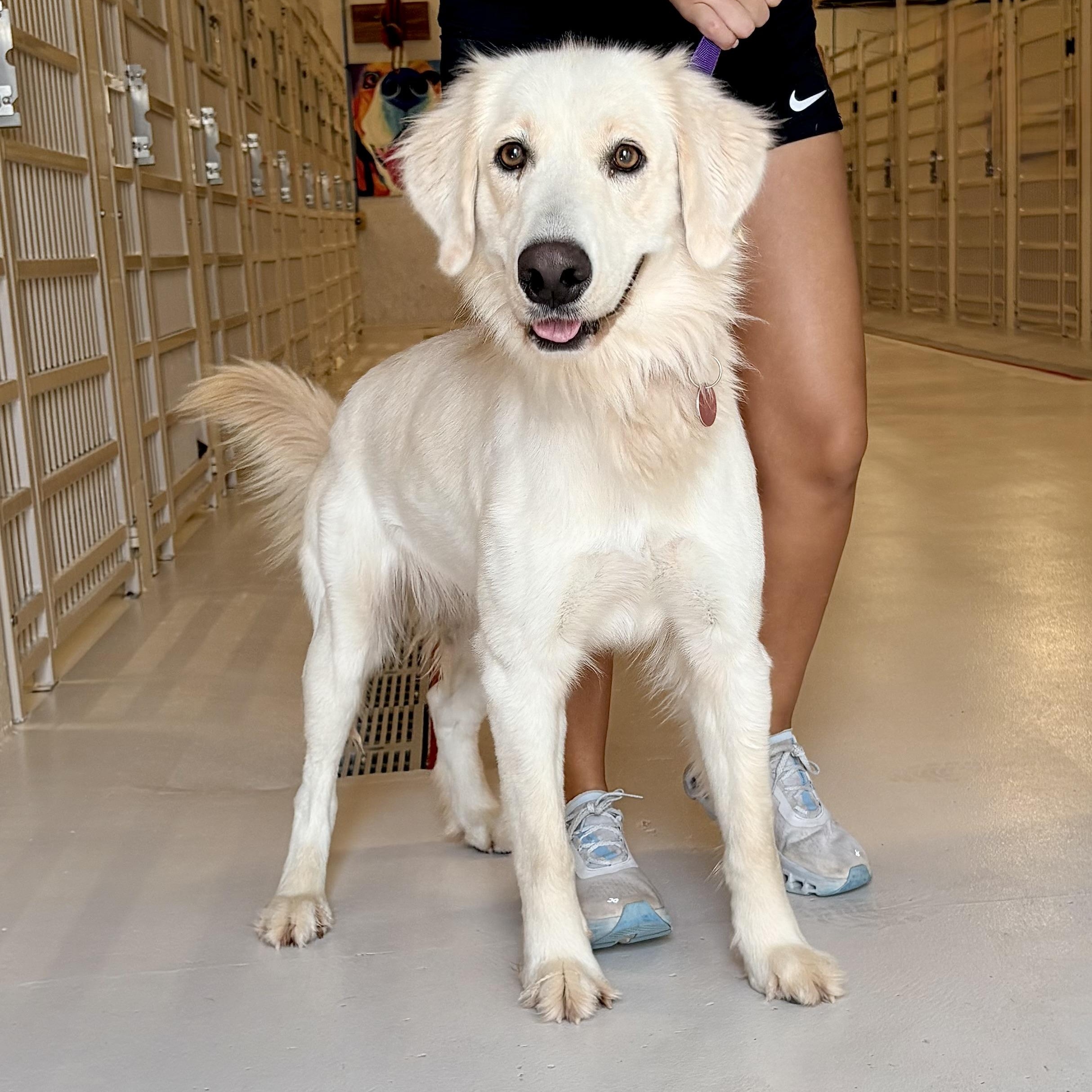 Enlarge Dolly, a Adopted Flat-Coated Retriever in Chicago, IL image 1/1