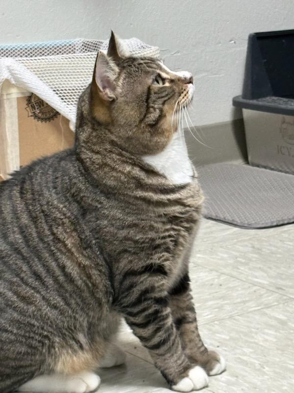 Enlarge Brody, a Adoptable Domestic Short Hair in Rochester, WA image 2/4