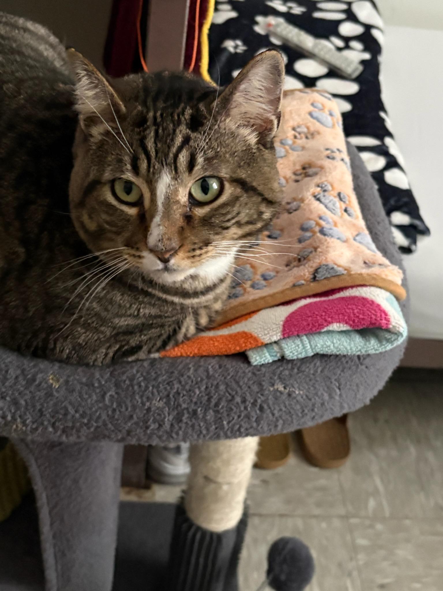 Enlarge Brody, a Adoptable Domestic Short Hair in Rochester, WA image 3/4