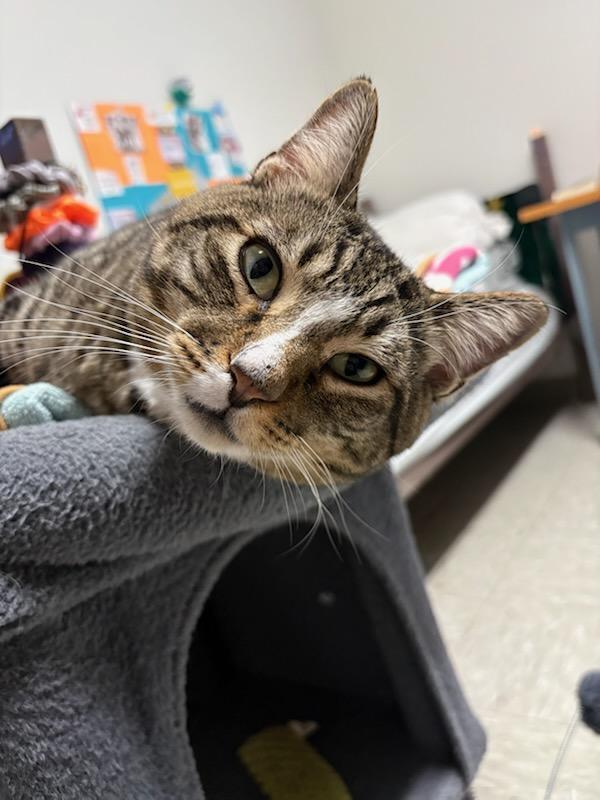 Brody, Adoptable, Adult Male Domestic Short Hair.