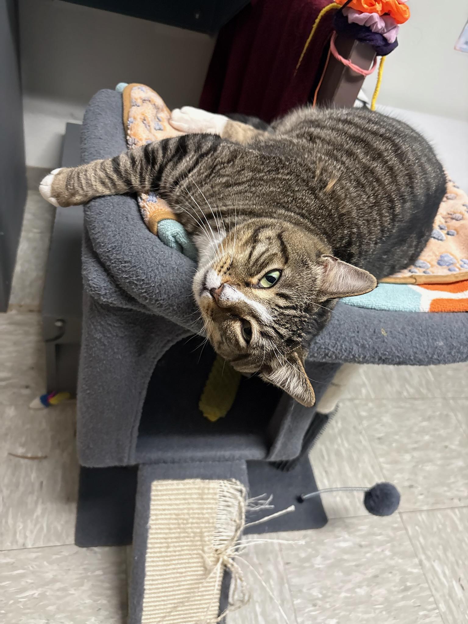 Enlarge Brody, a Adoptable Domestic Short Hair in Rochester, WA image 4/4