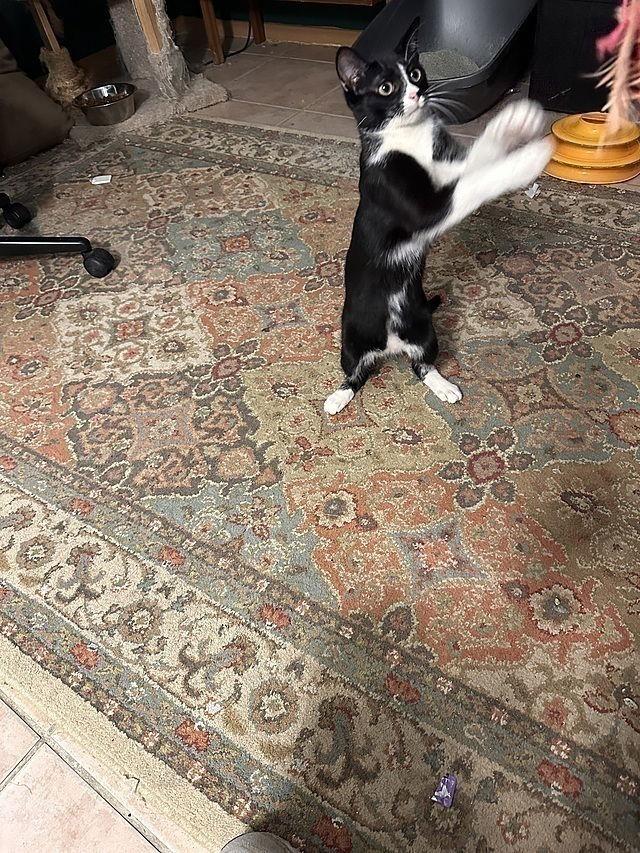 Enlarge Armenia, a Adoptable Domestic Short Hair in Tampa, FL image 1/3