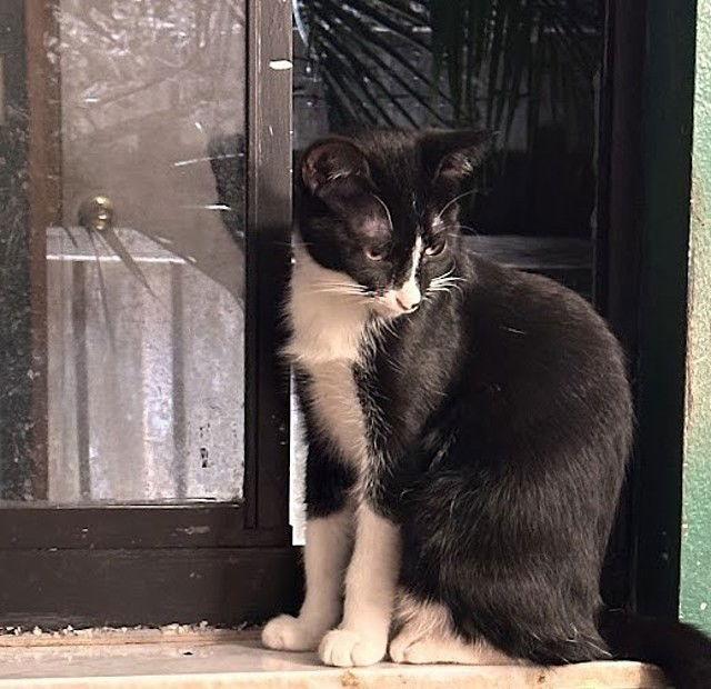 Enlarge Armenia, a Adoptable Domestic Short Hair in Tampa, FL image 2/3