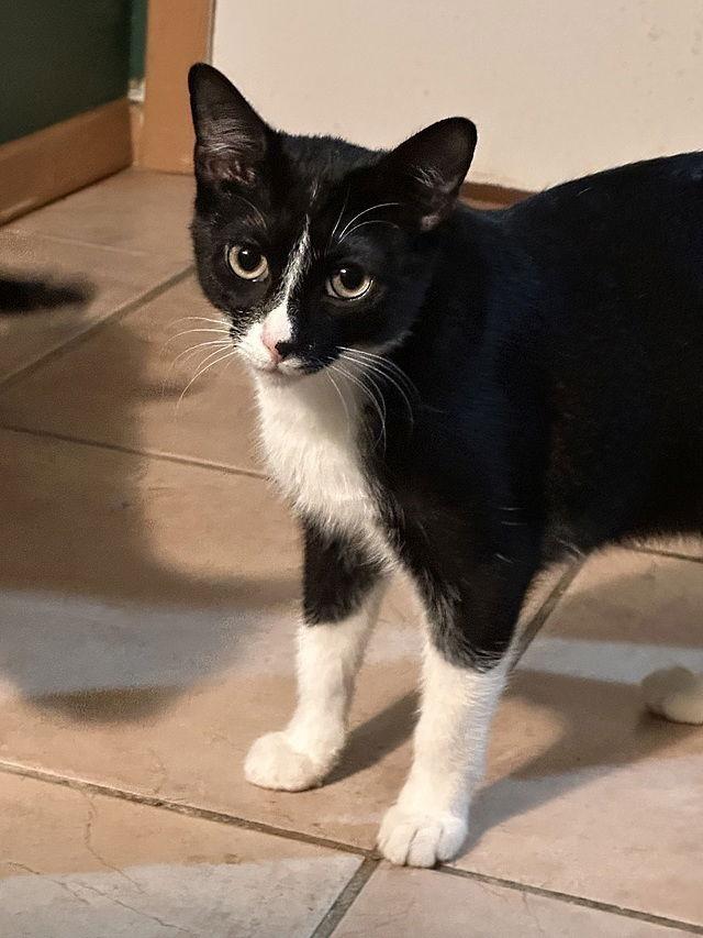 Enlarge Armenia, a Adoptable Domestic Short Hair in Tampa, FL image 3/3