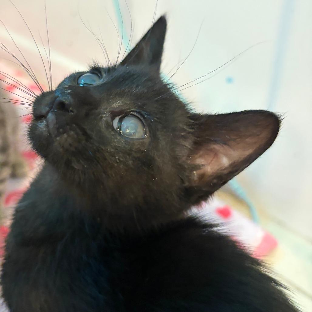 Enlarge Josephine, a Adoptable Domestic Short Hair in Pleasanton, CA image 1/2