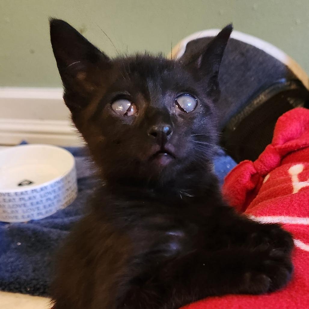 Enlarge Josephine, a Adoptable Domestic Short Hair in Pleasanton, CA image 2/2
