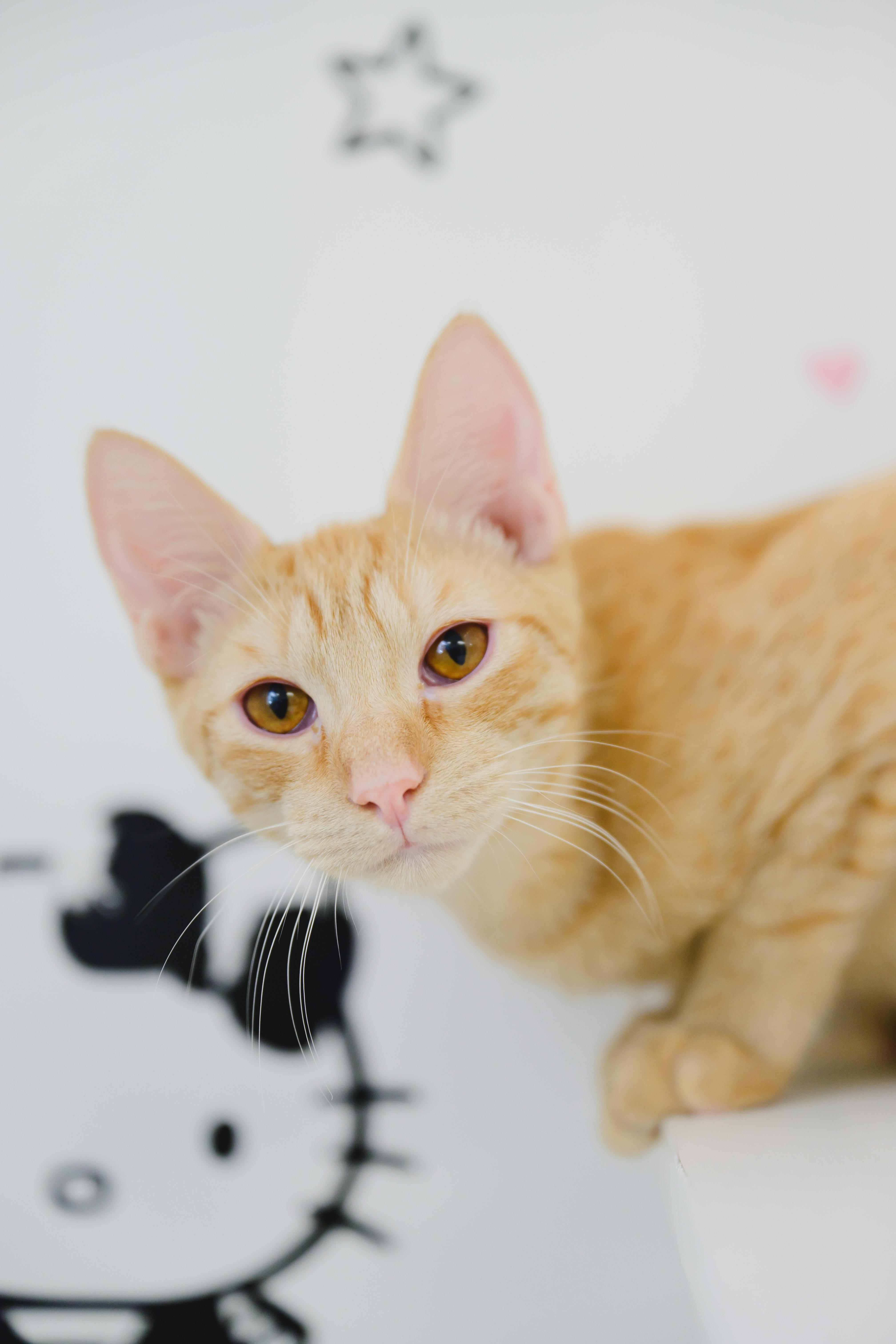 Tesla, Adoptable, Kitten Male Domestic Short Hair.
