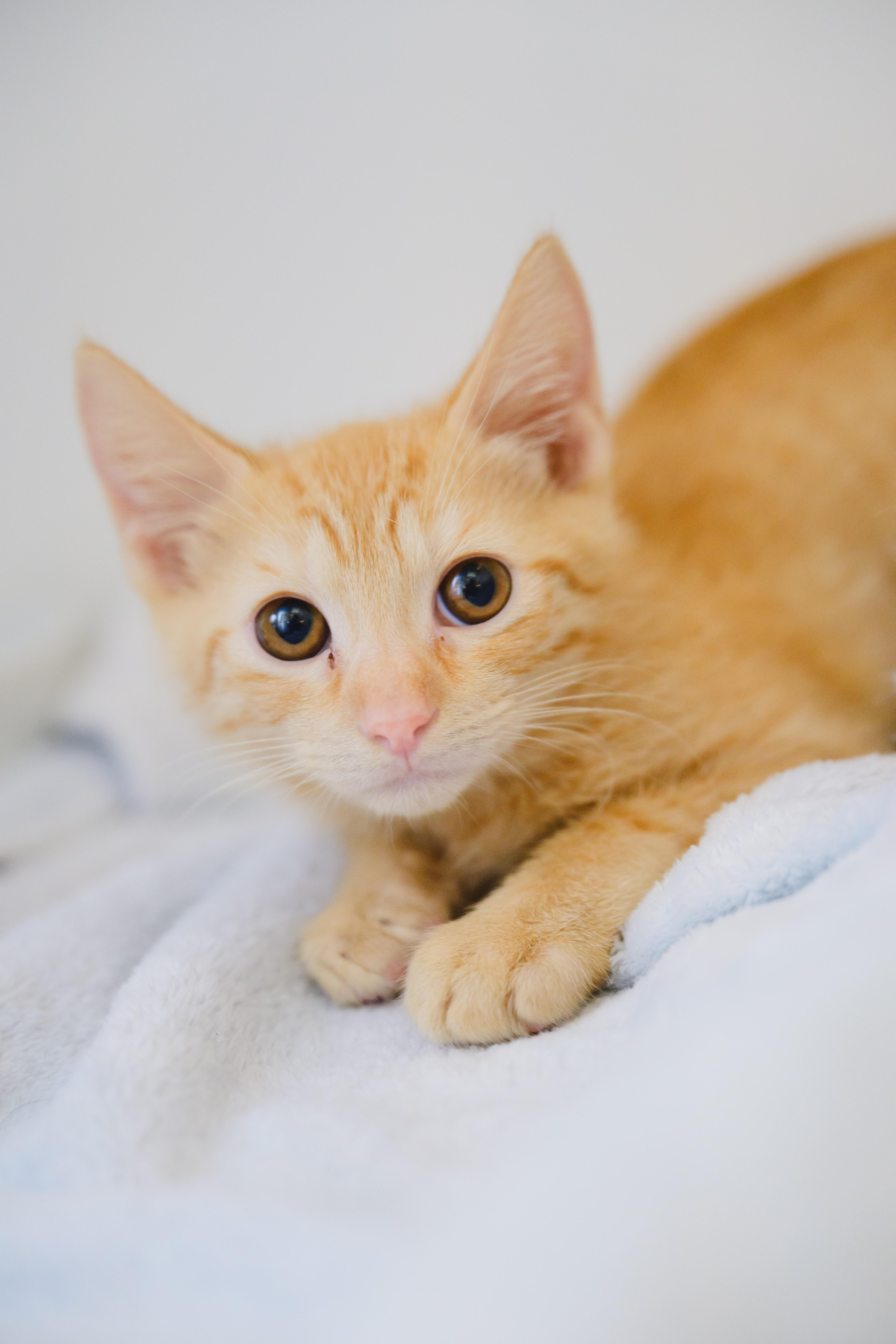 Tesla, Adoptable, Kitten Male Domestic Short Hair.