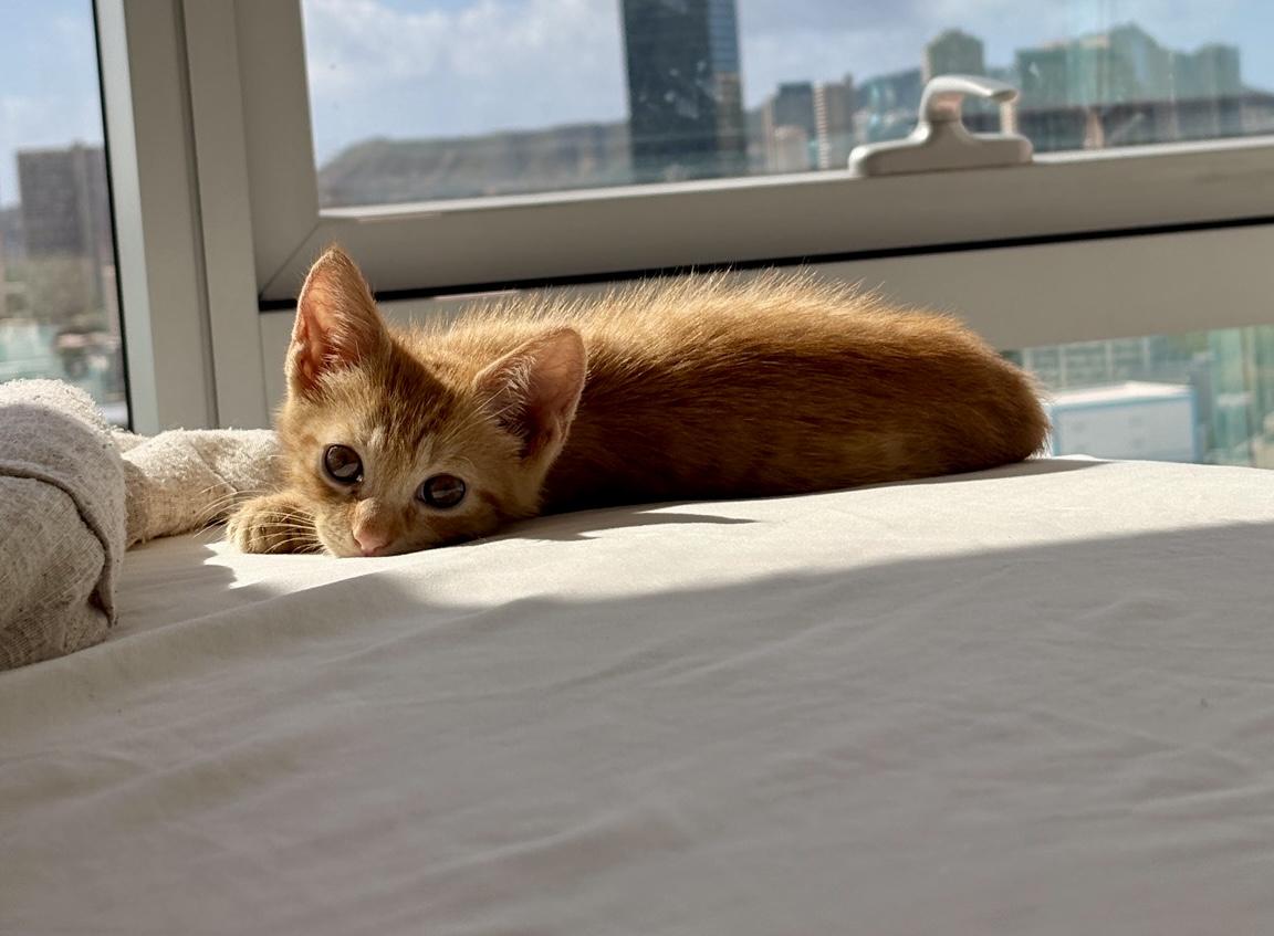 Enlarge Tesla, a Adoptable Domestic Short Hair in Honolulu, HI image 2/4