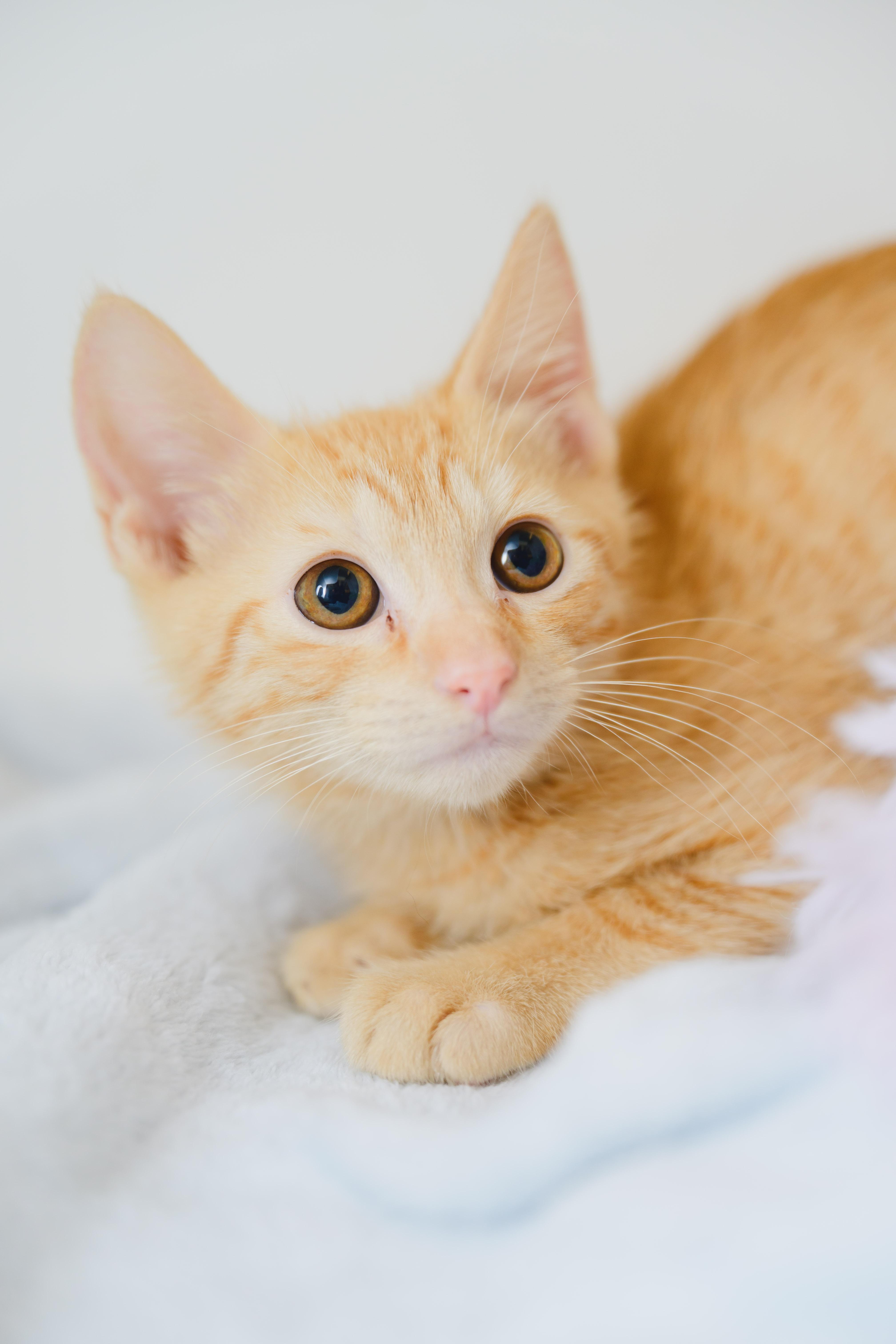 Enlarge Tesla, a Adoptable Domestic Short Hair in Honolulu, HI image 3/4