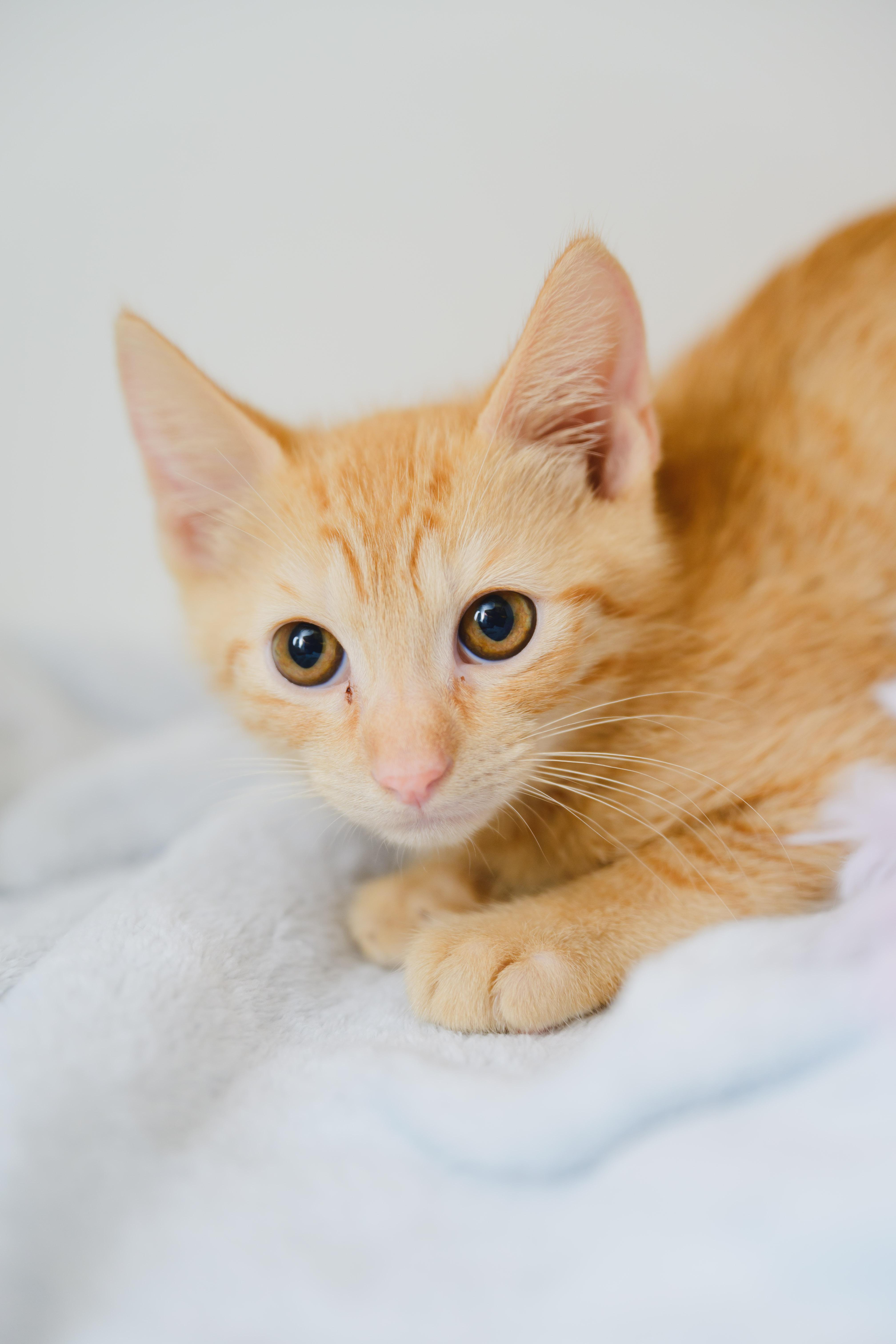 Enlarge Tesla, a Adoptable Domestic Short Hair in Honolulu, HI image 4/4