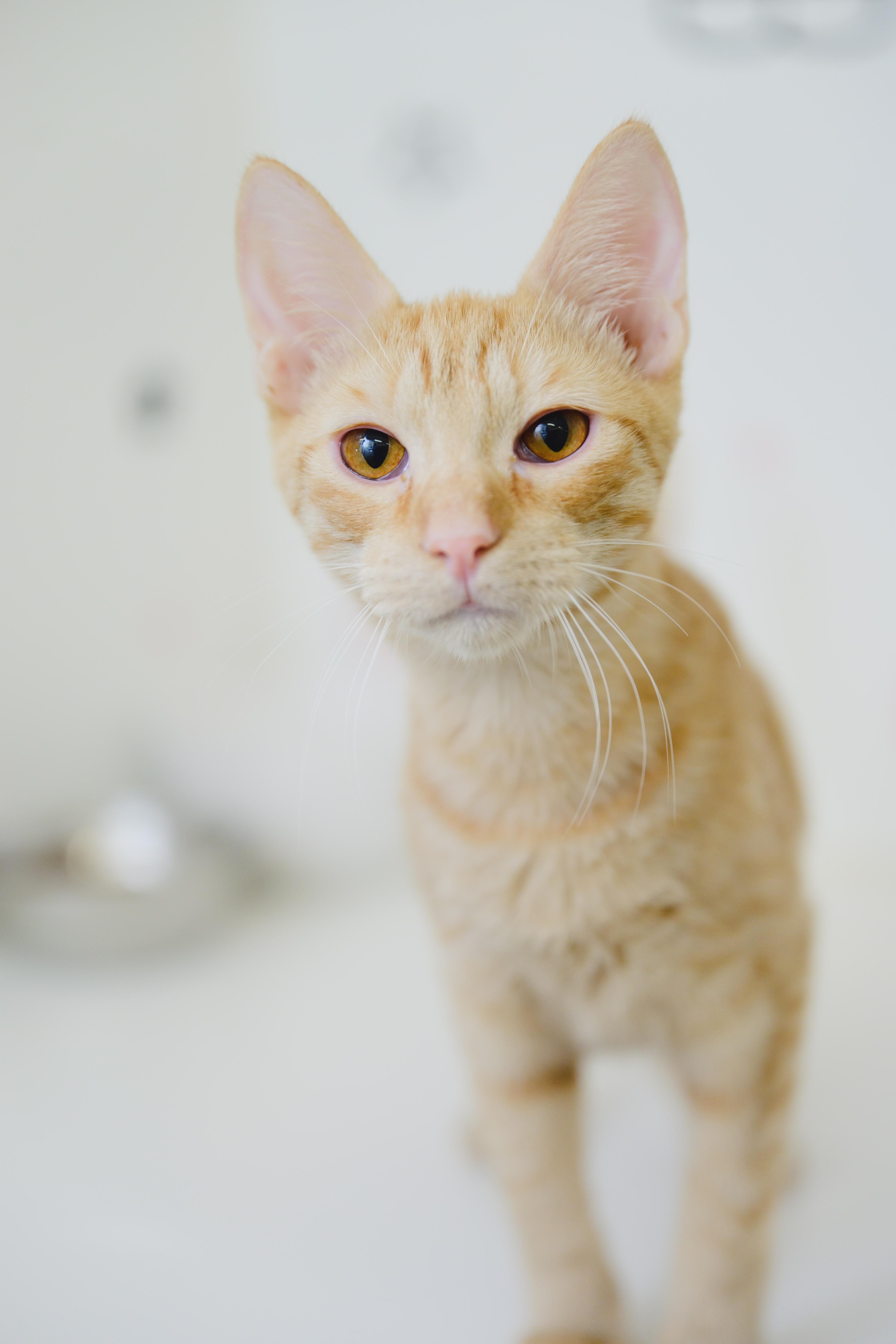 Enlarge Tesla, a Adoptable Domestic Short Hair in Honolulu, HI image 6/6