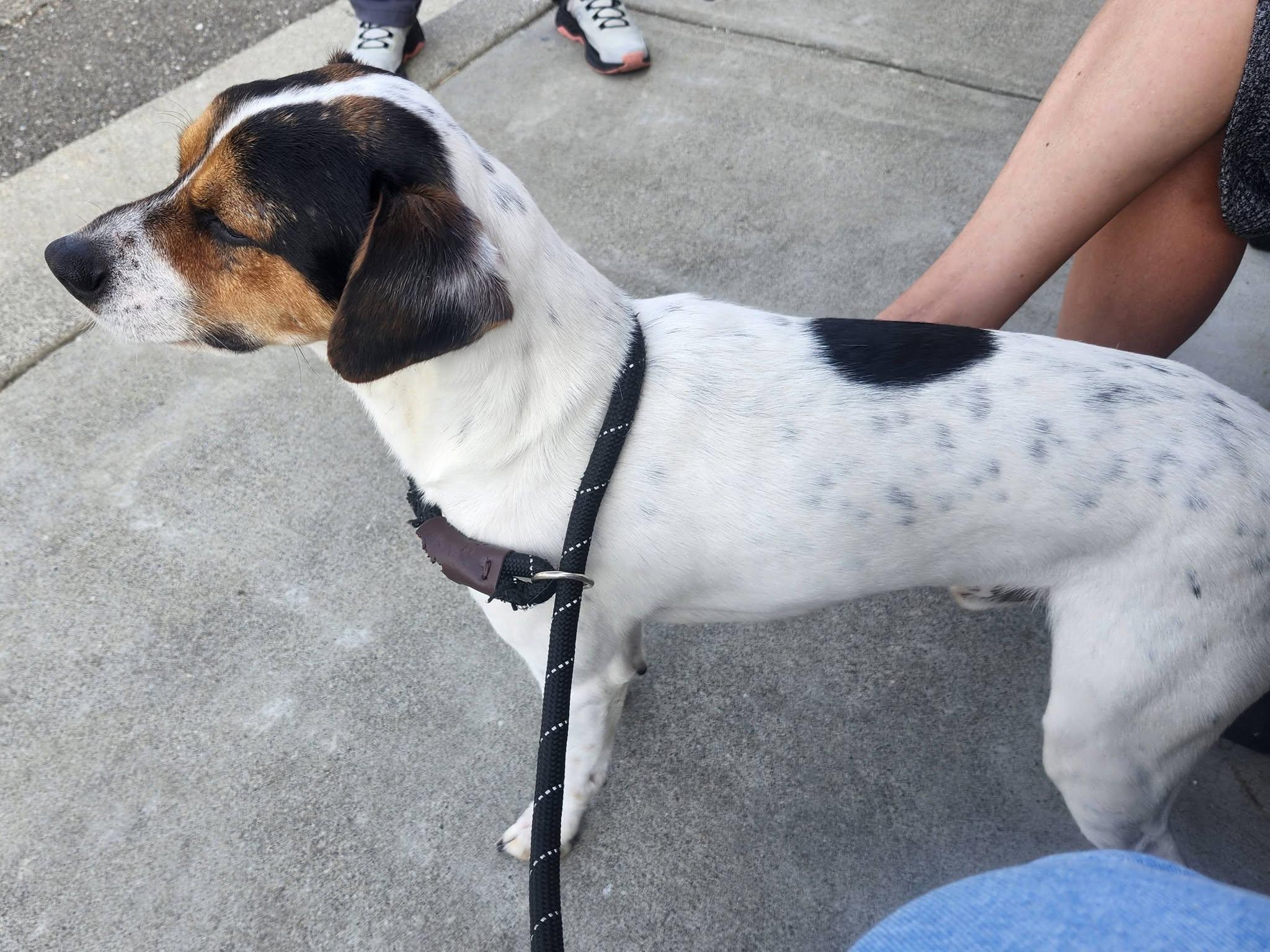 Enlarge Dax, a Adoptable mixed breed in Santa Cruz, CA image 2/2