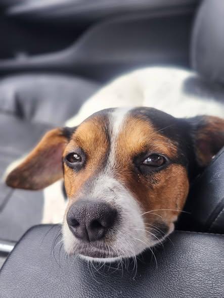 Dax, Adoptable, Young Male Beagle & Jack Russell Terrier.