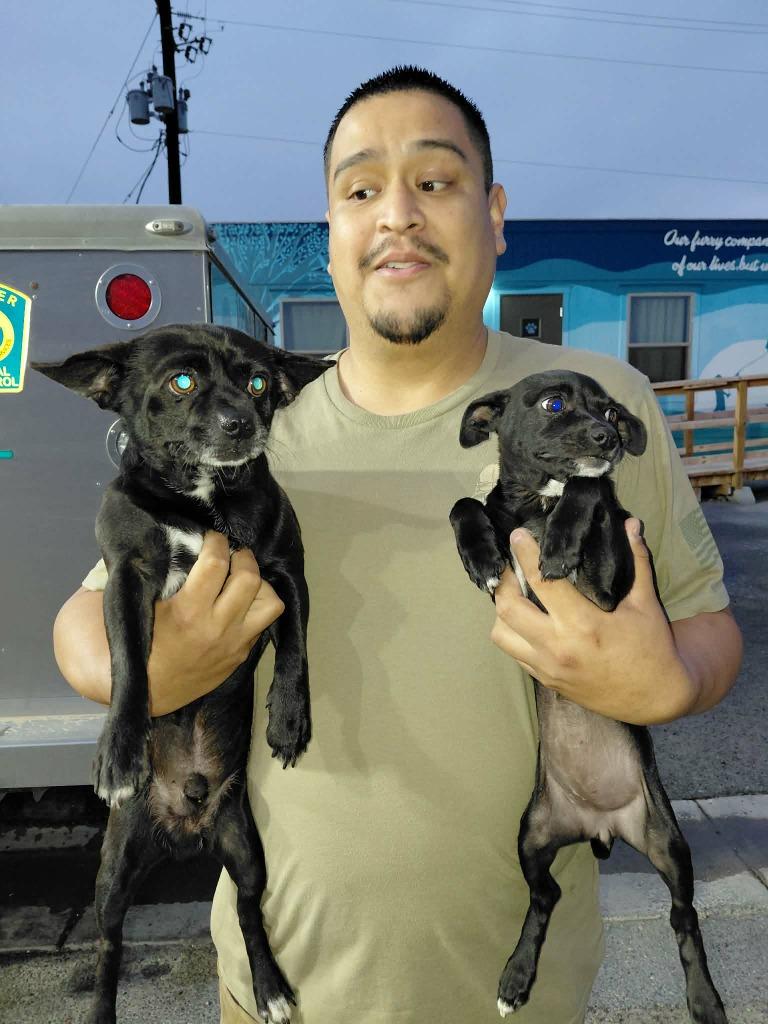 Raven, Adoptable, Puppy Female Mixed Breed.