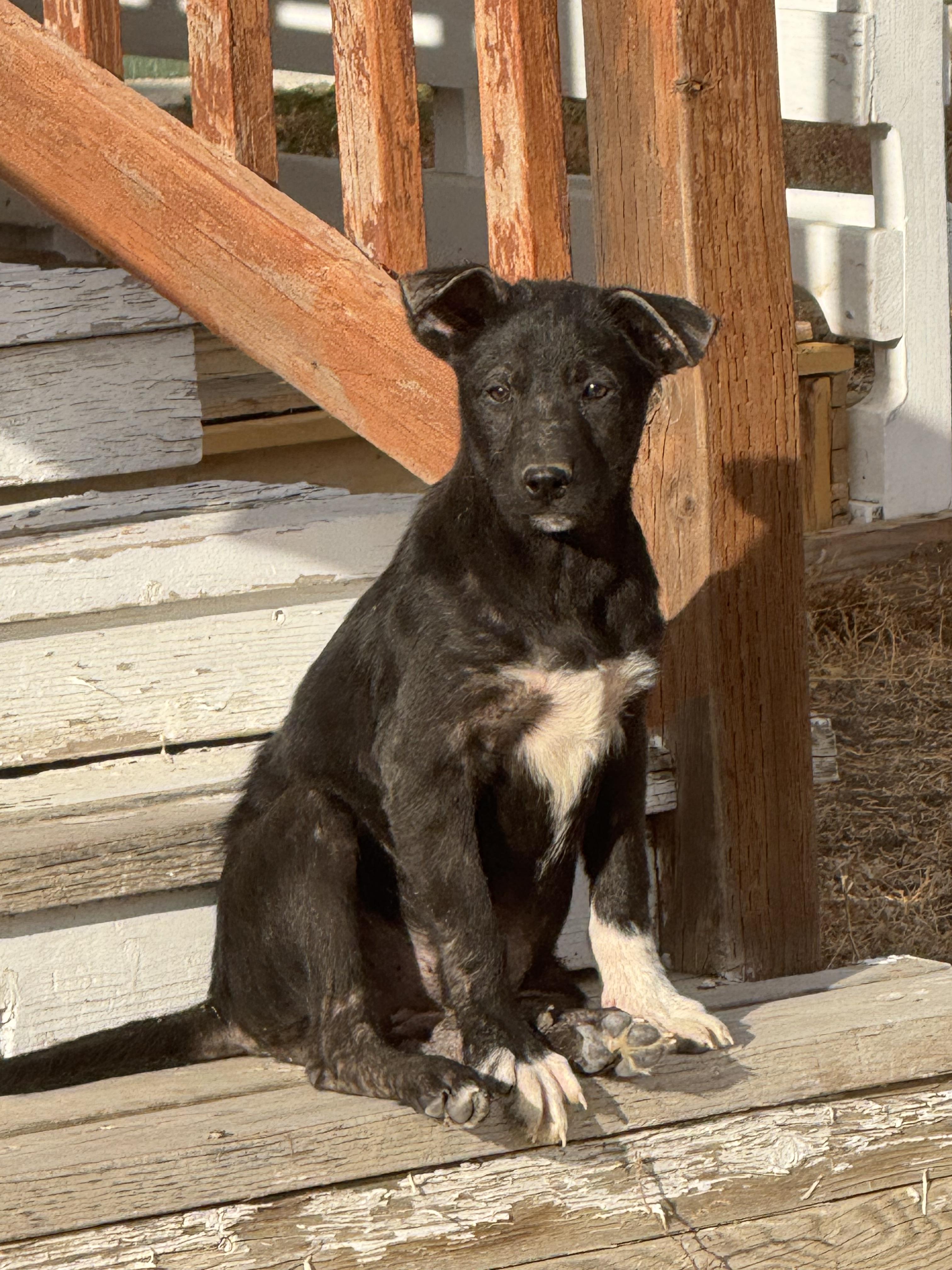 Enlarge Abby, a Adoptable mixed breed in Havre, MT image 1/3