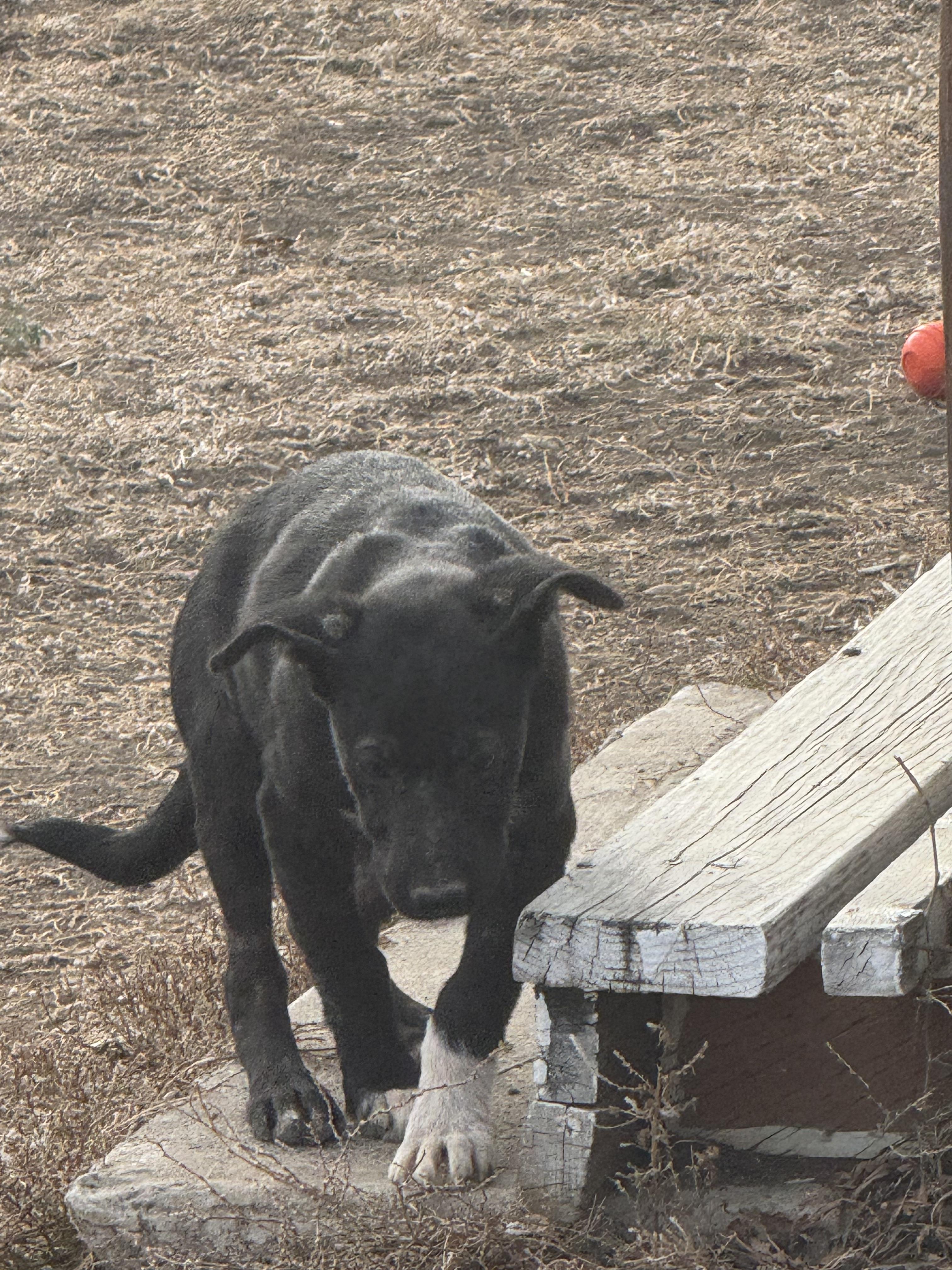 Enlarge Abby, a Adoptable mixed breed in Havre, MT image 3/3